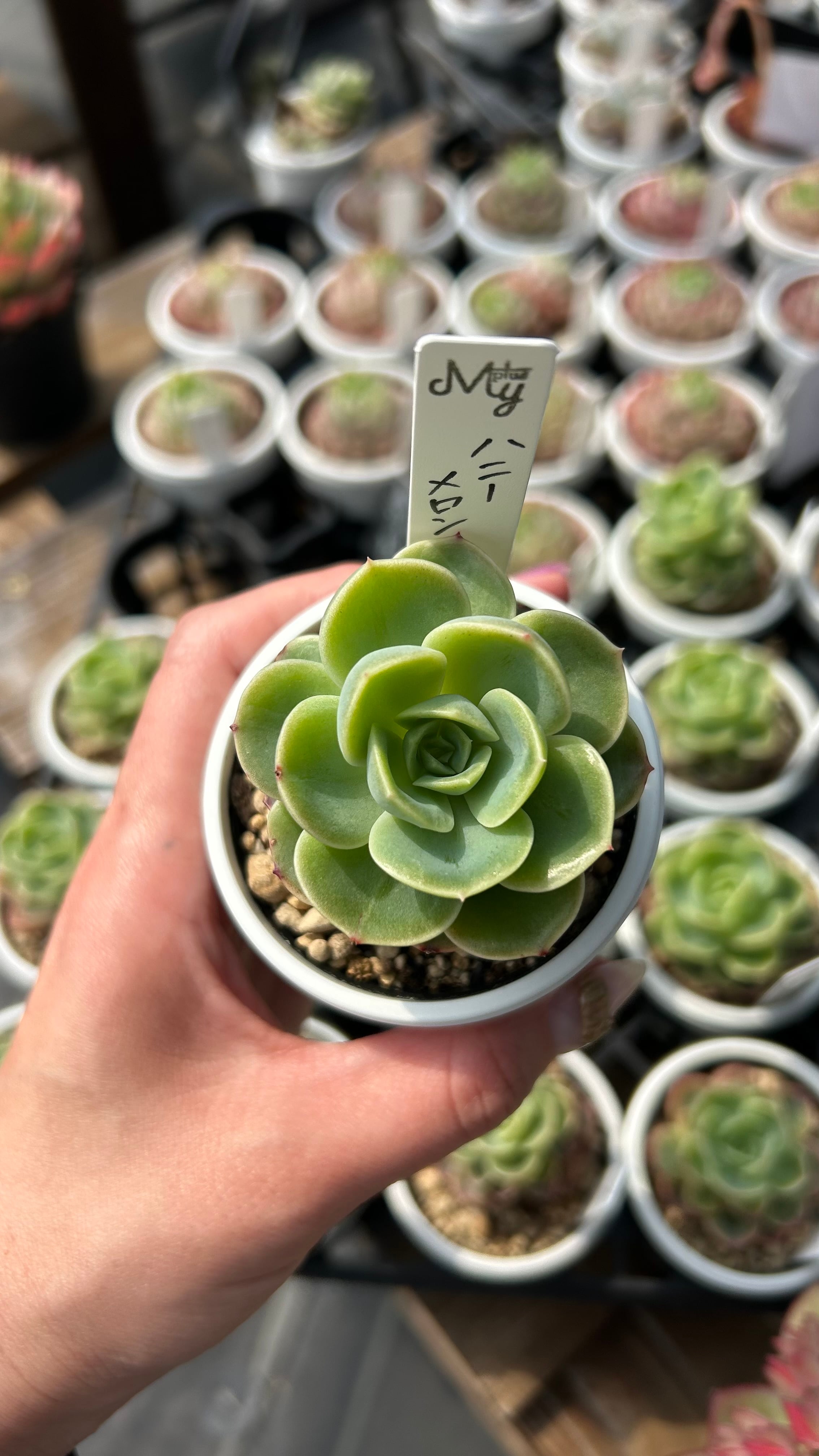 多肉植物専門店MYplus