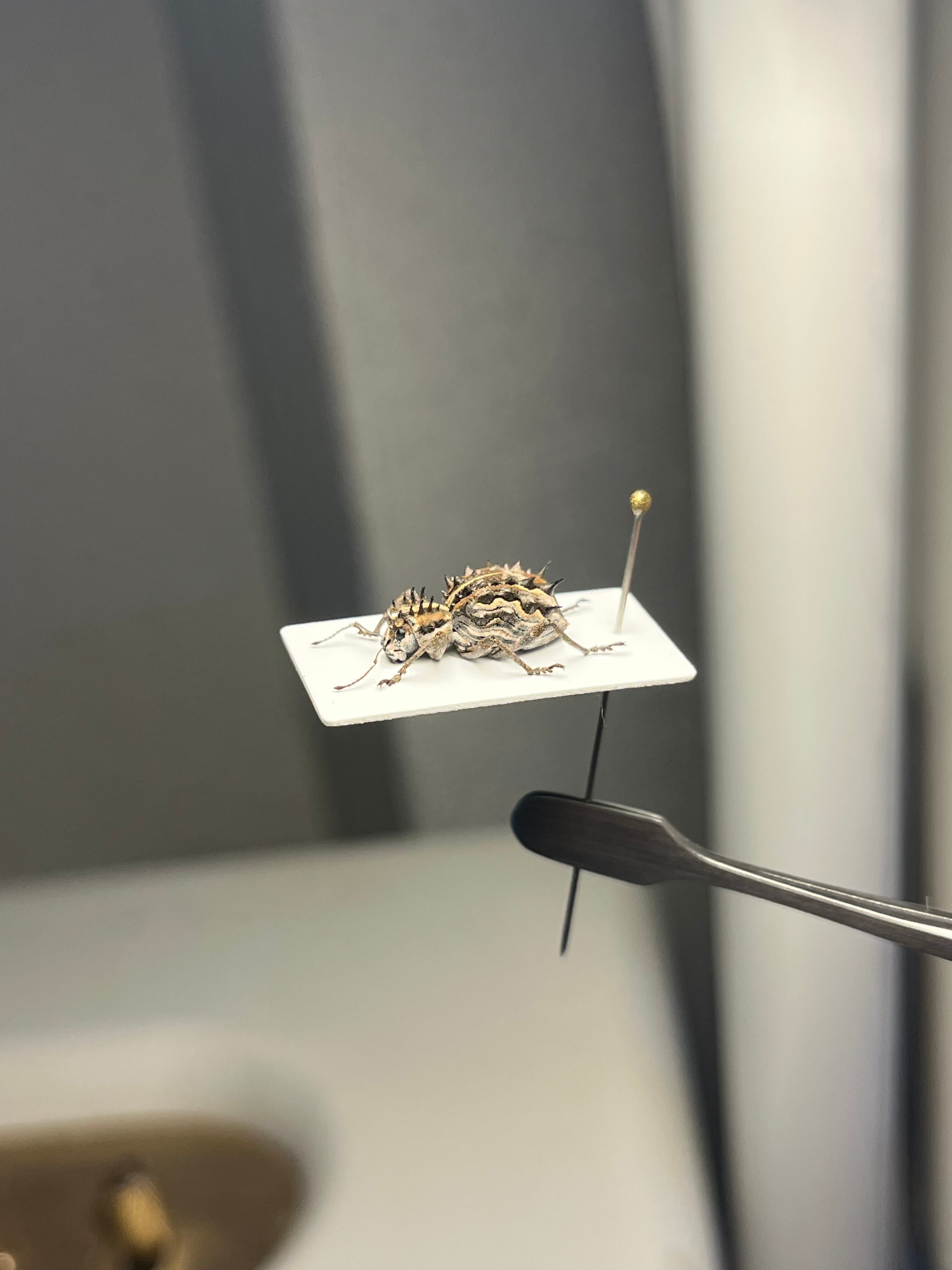 腿太葉虫最大種】Sagra buqueti モモブトハムシ プラチナコガネ