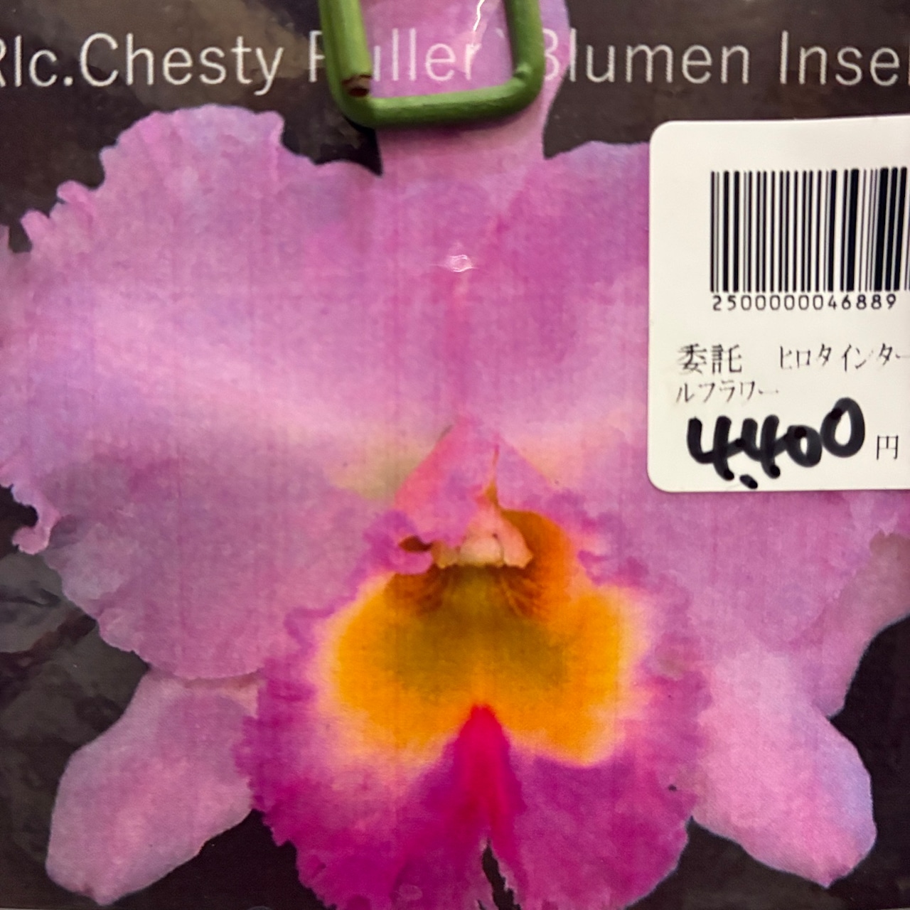 洋ラン　Rlc.Chesty Puller 'Blumen Insel'【932】