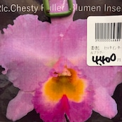 洋ラン　Rlc.Chesty Puller 'Blumen Insel'【932】