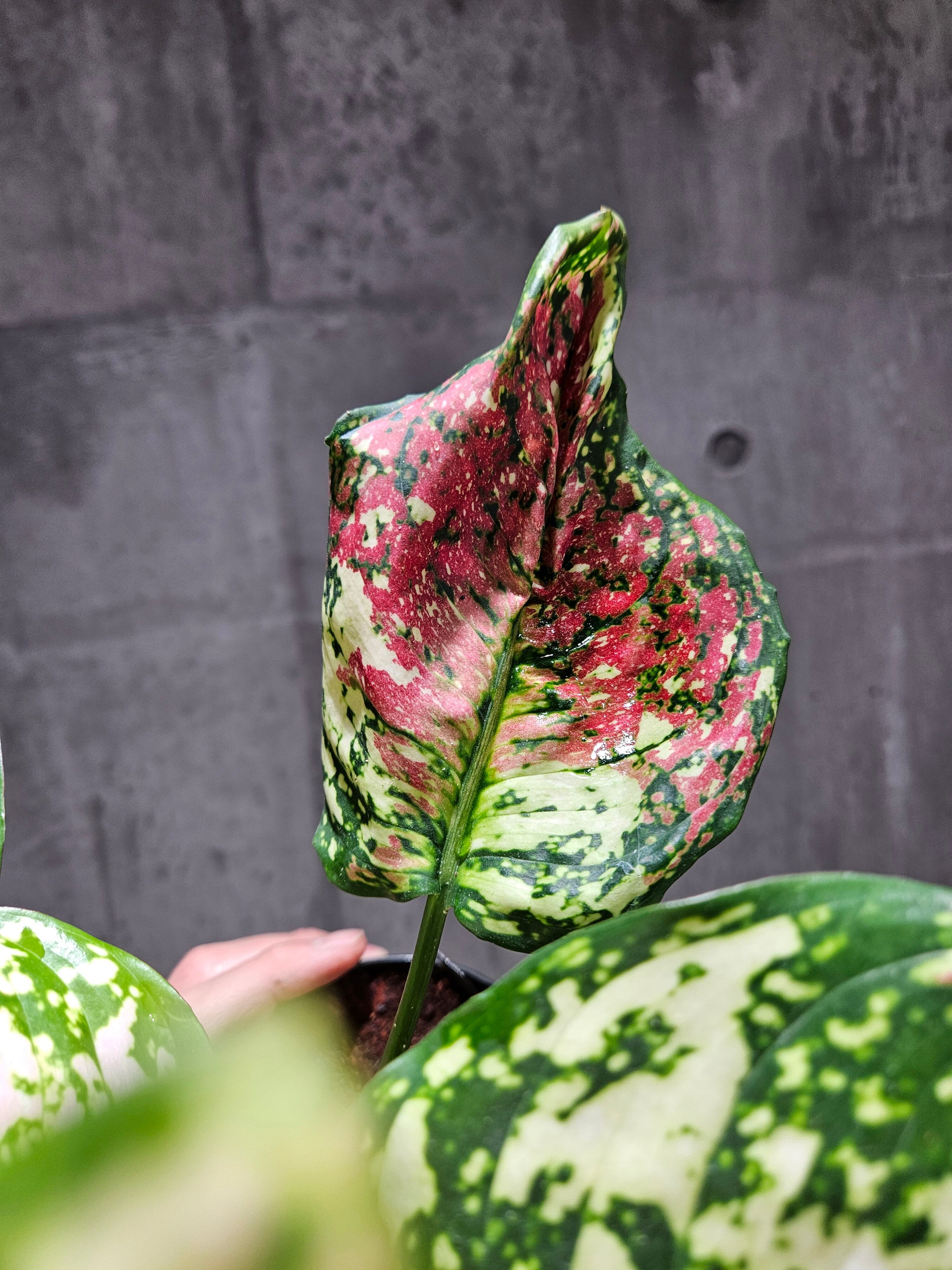 Aglaonema Unyamanee Tricolor 【artPLANTs】 アグラオネマ Aglaonema Unyamanee Tricolor 【artPLANTs】 アグラオネマ