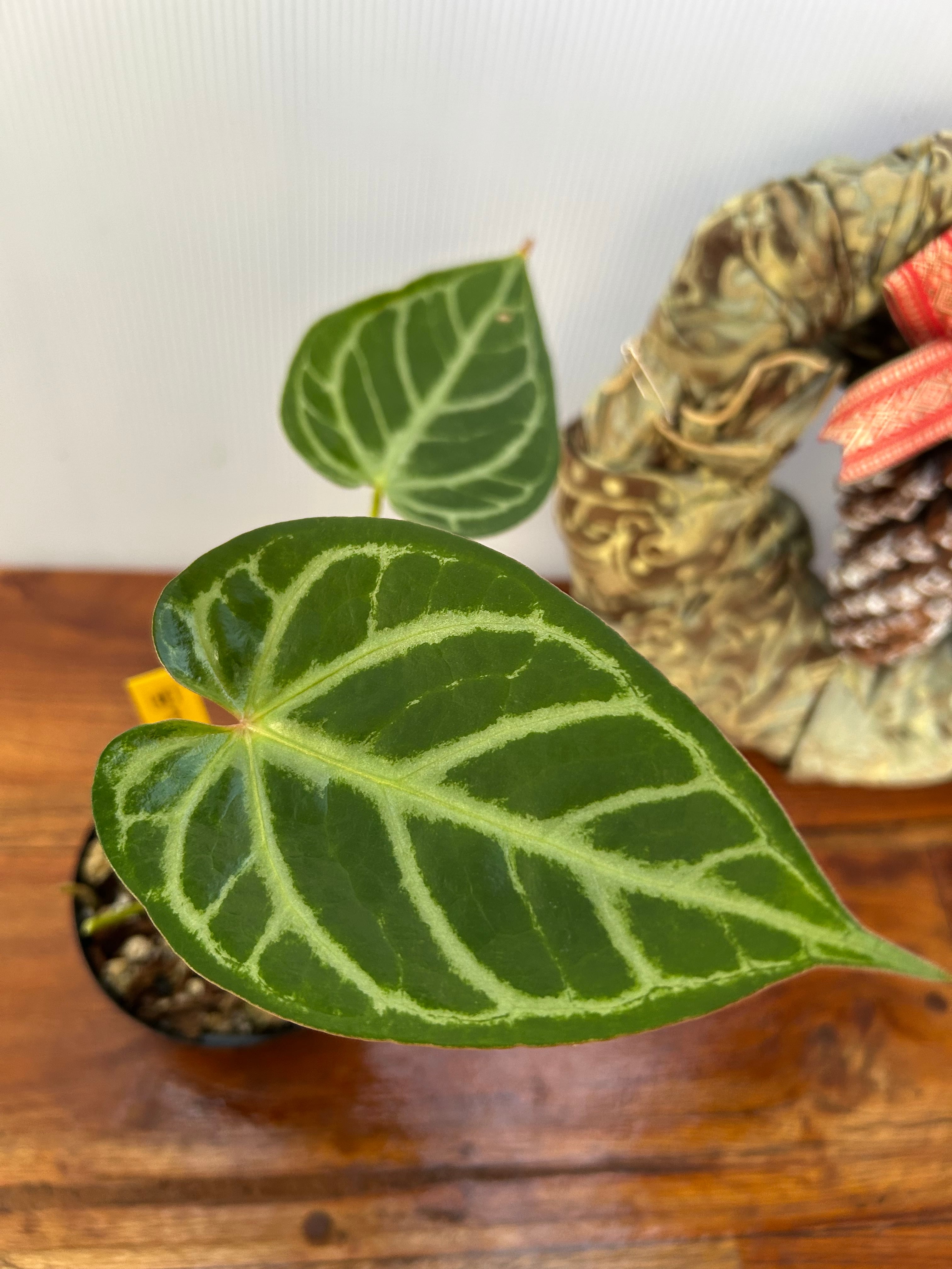 Anthurium | BA PLants