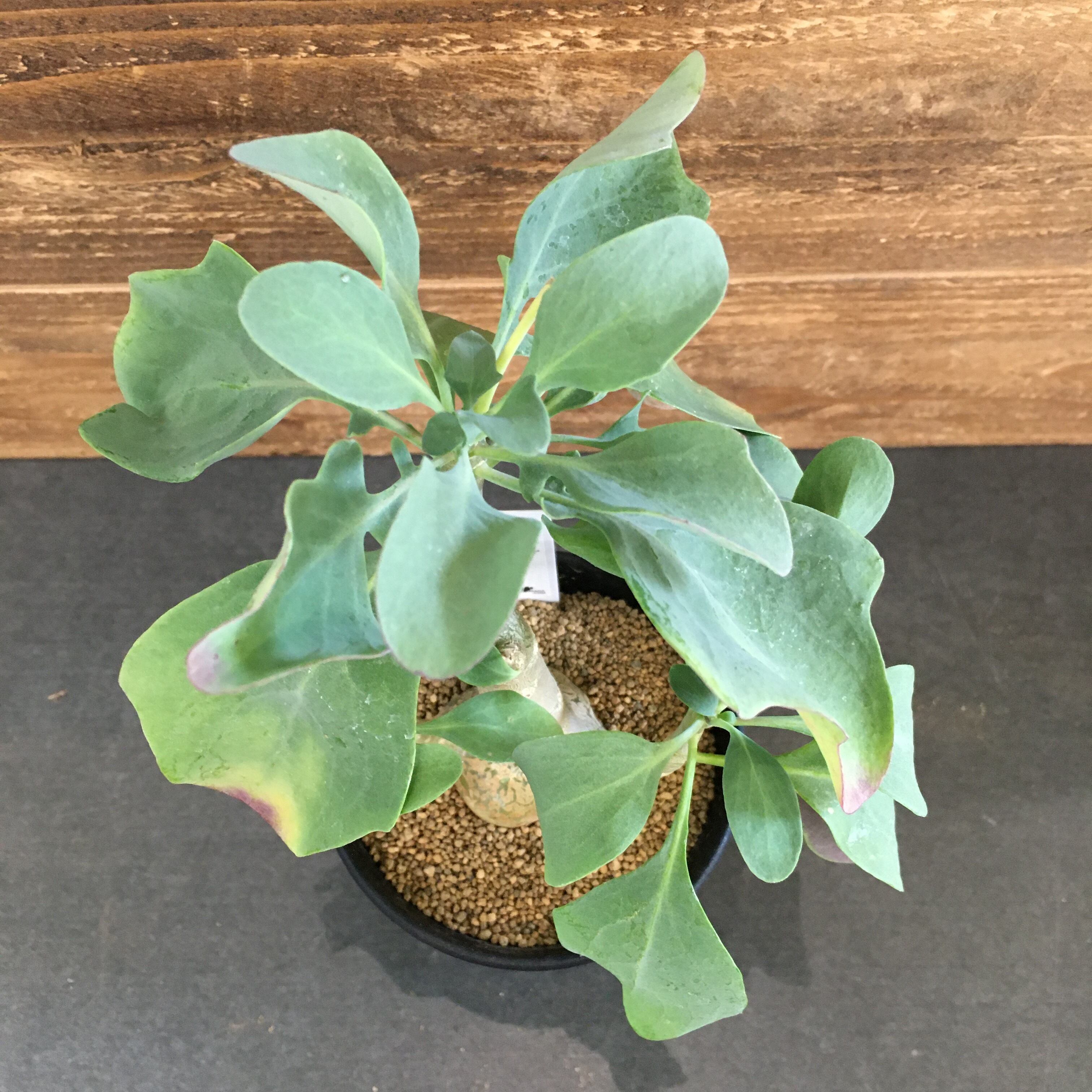 オトンナ トリプリネルビア 実生 Protoleaf プロトリーフ