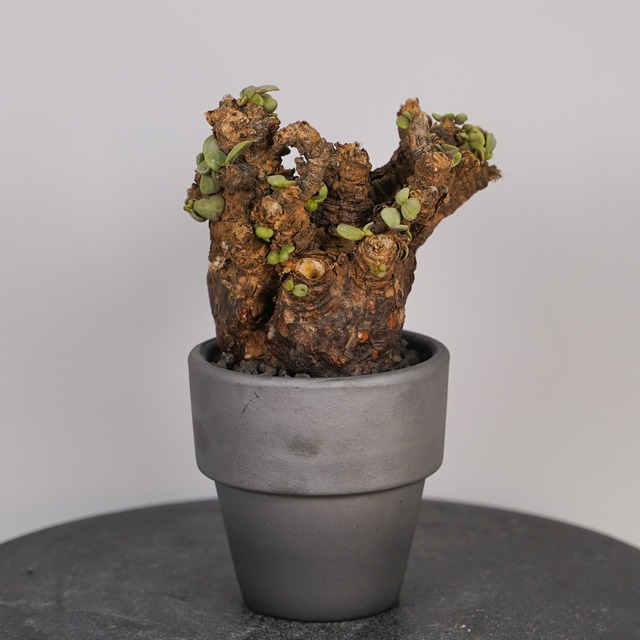 F5 ケラリア ピグマエア  発根済み 現地球