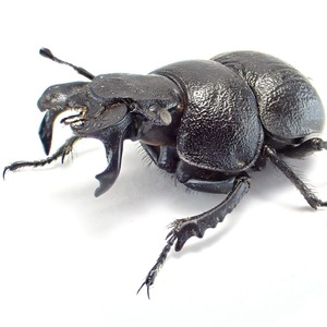 カザフスタン産 Lethrus scoparius ♂♀ 24mm/20mm