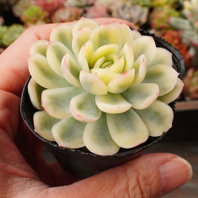 ※激レア※【ストロベリーアイス錦】エケベリア　人気種の斑入り