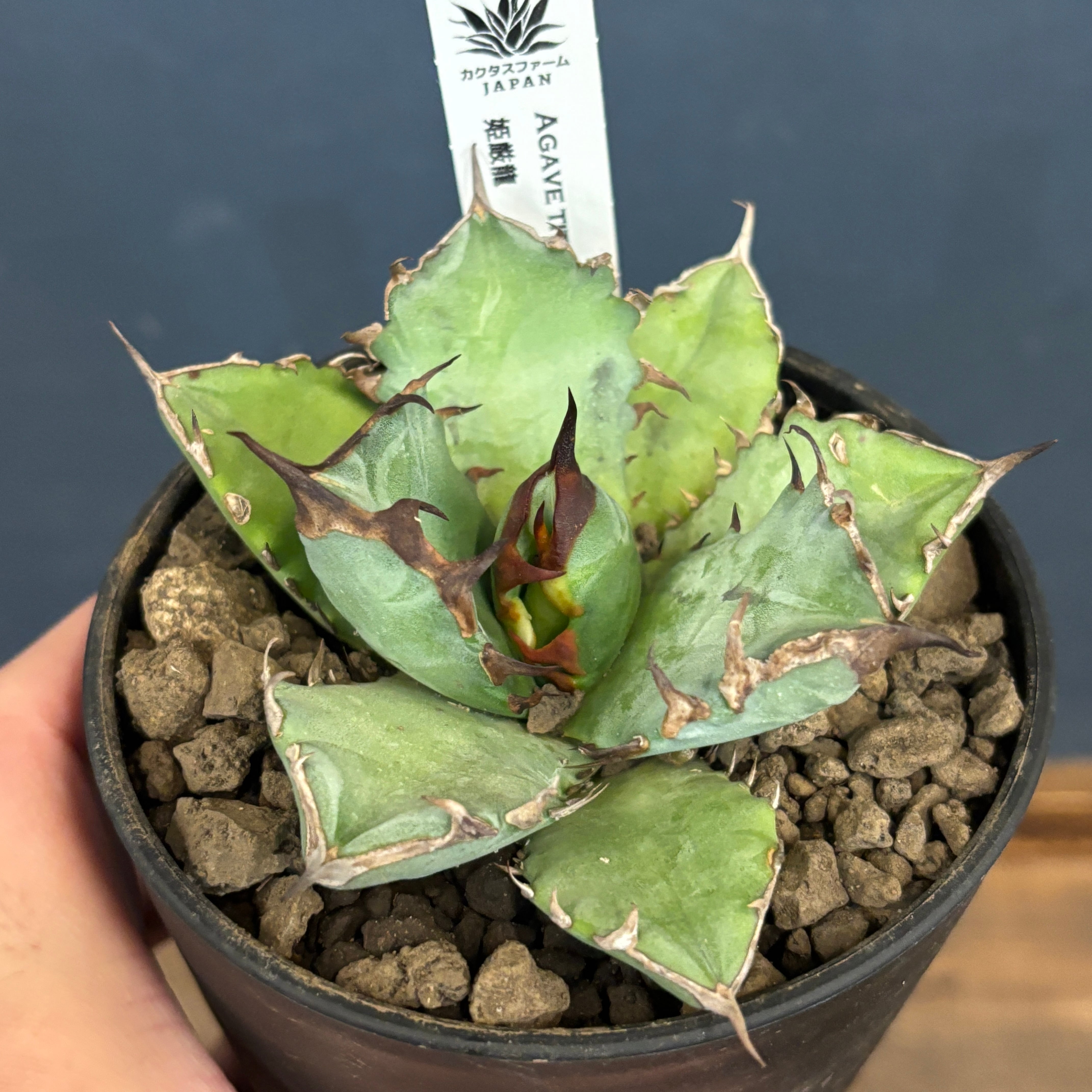 アガベ OPEN アガベ OPEN 𝗞𝗔𝗞𝗨𝗦𝗘𝗡-𝗘𝗡 𝗖𝗼., 𝗟𝘁𝗱. | ‥‥ C.J.plants