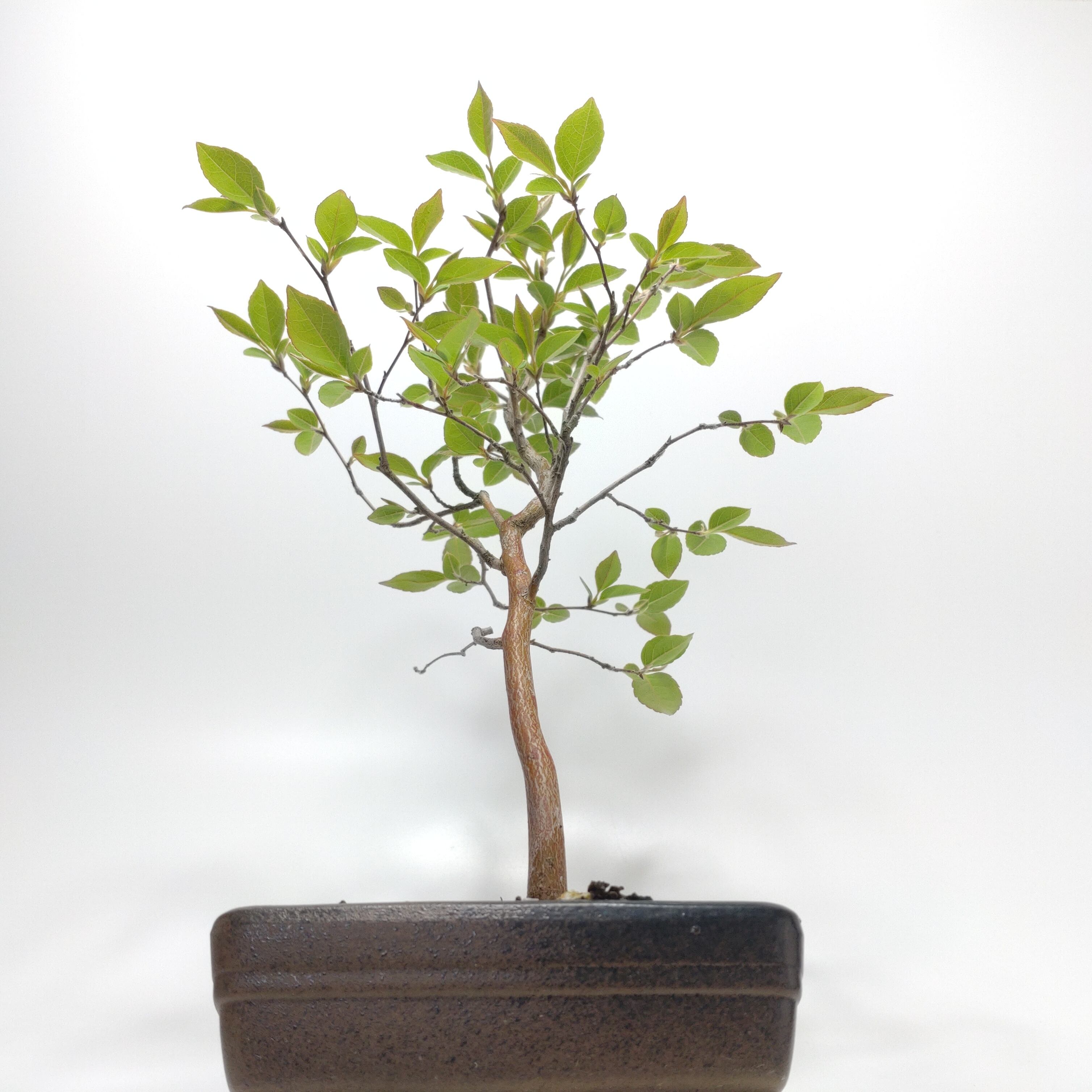 引き取り限定】盆栽 ヒメシャラ? 姫沙羅? 観葉植物 庭 木