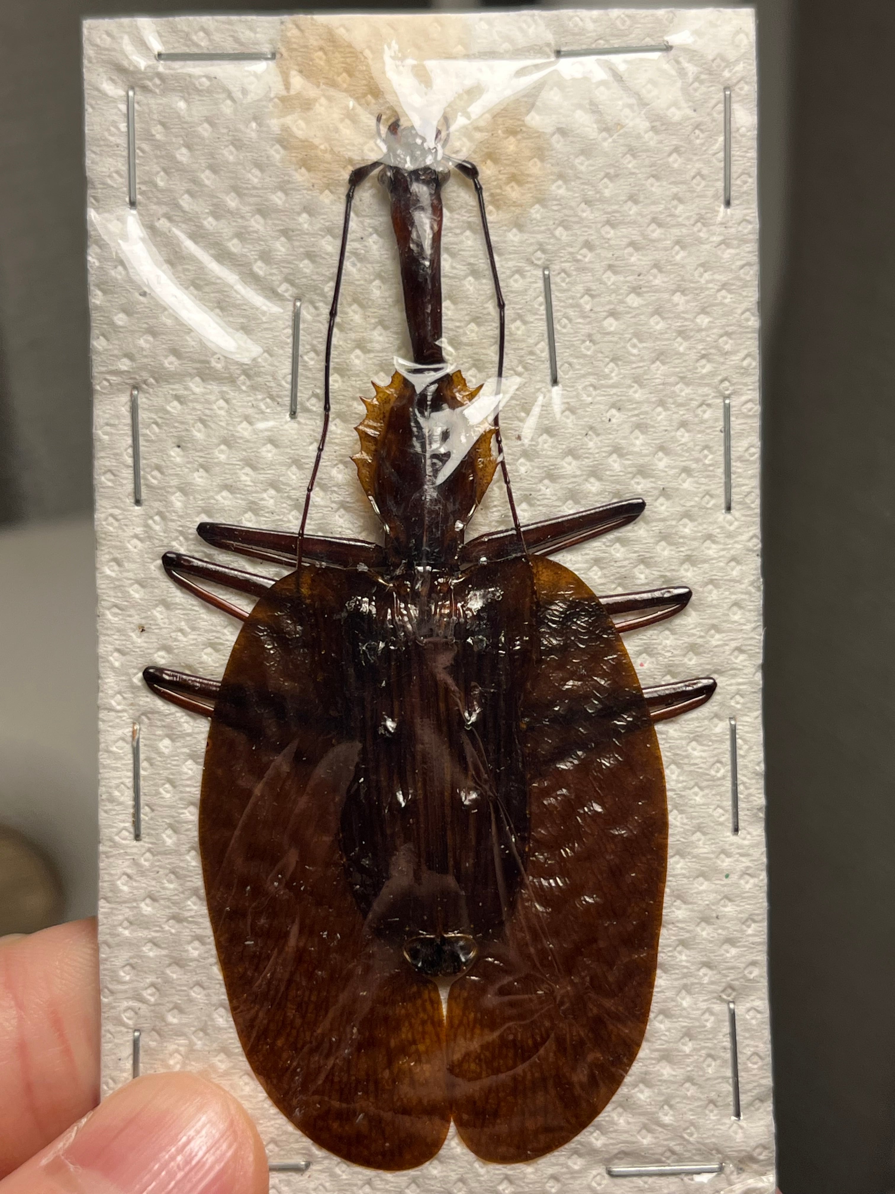 8mm】ホソクビゴミムシの一種 標本 ミイデラゴミムシ ゴミムシダマシ