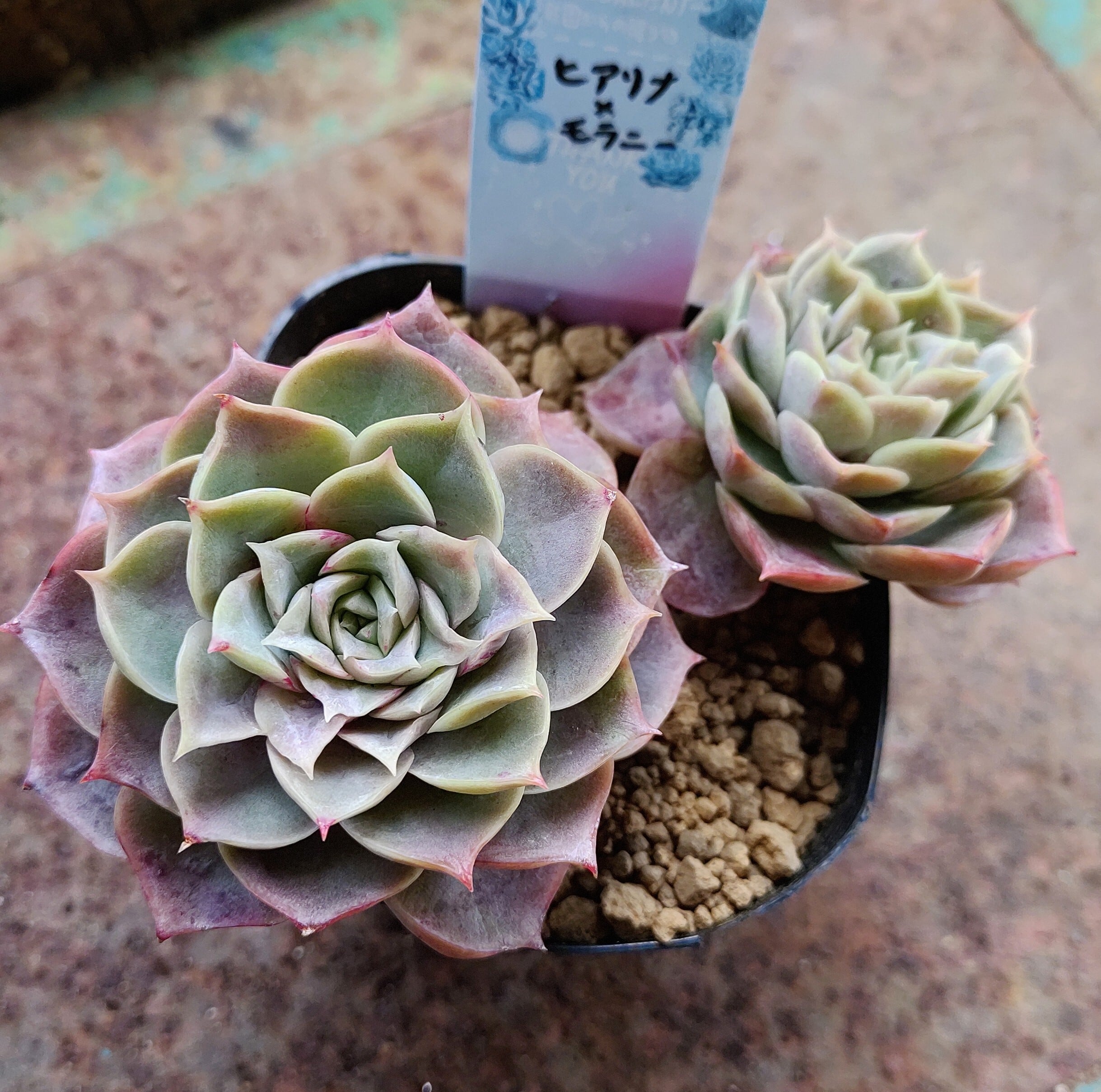 多肉植物ヒアリナ✕エレガンス 多肉植物ヒアリナエレガンス② - メルカリ