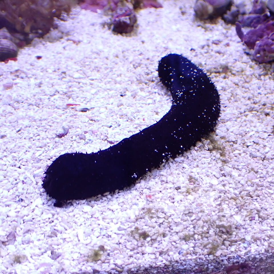 ナマコ (海参) v101 クロナマコ(ニセクロナマコ)1匹 海水魚 | HOUSE REEF