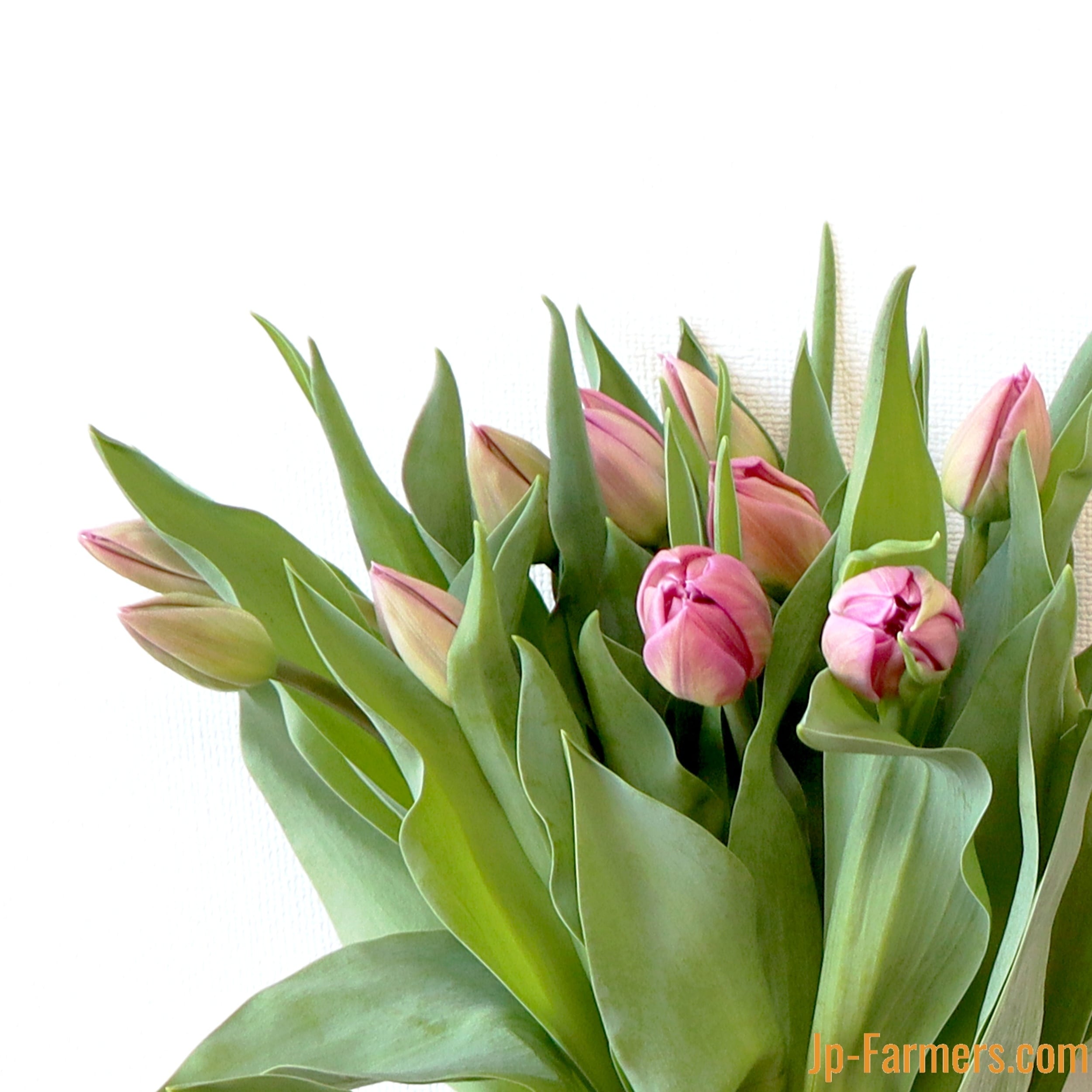 ≪農園≫チューリップ☆ピンク八重咲 キャンディータイム☆2L50本