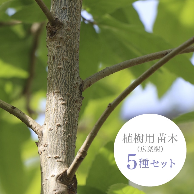 植樹用苗木 広葉樹5種セット（シイ・カシ・タブノキ・クヌギ・コナラ）高さ0.3〜0.5m 植樹祭・植樹式での記念樹として