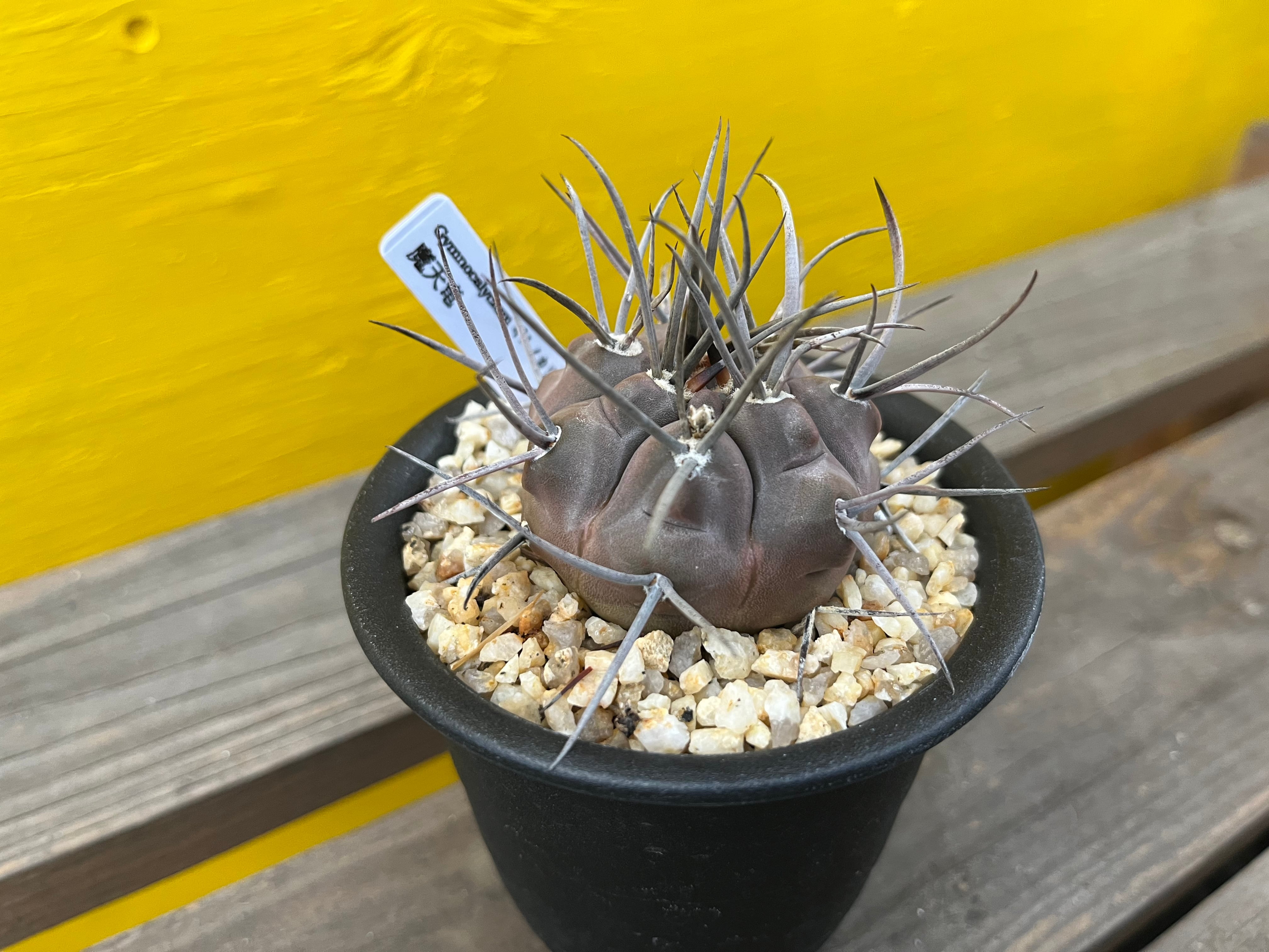 Gymnocalycium mazanense ギムノカリキュウム マザネンセ 魔天竜