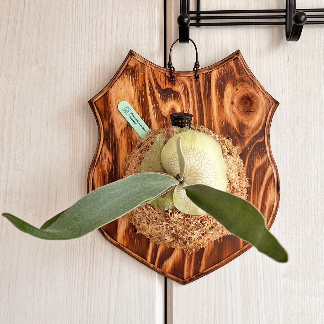 ビカクシダ レモイネイ 板付 【観葉植物 室内 コウモリラン