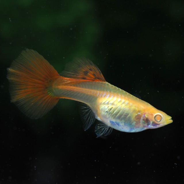 RREAギャラクシーレッドテール　若魚2ペア＋種親メス2匹