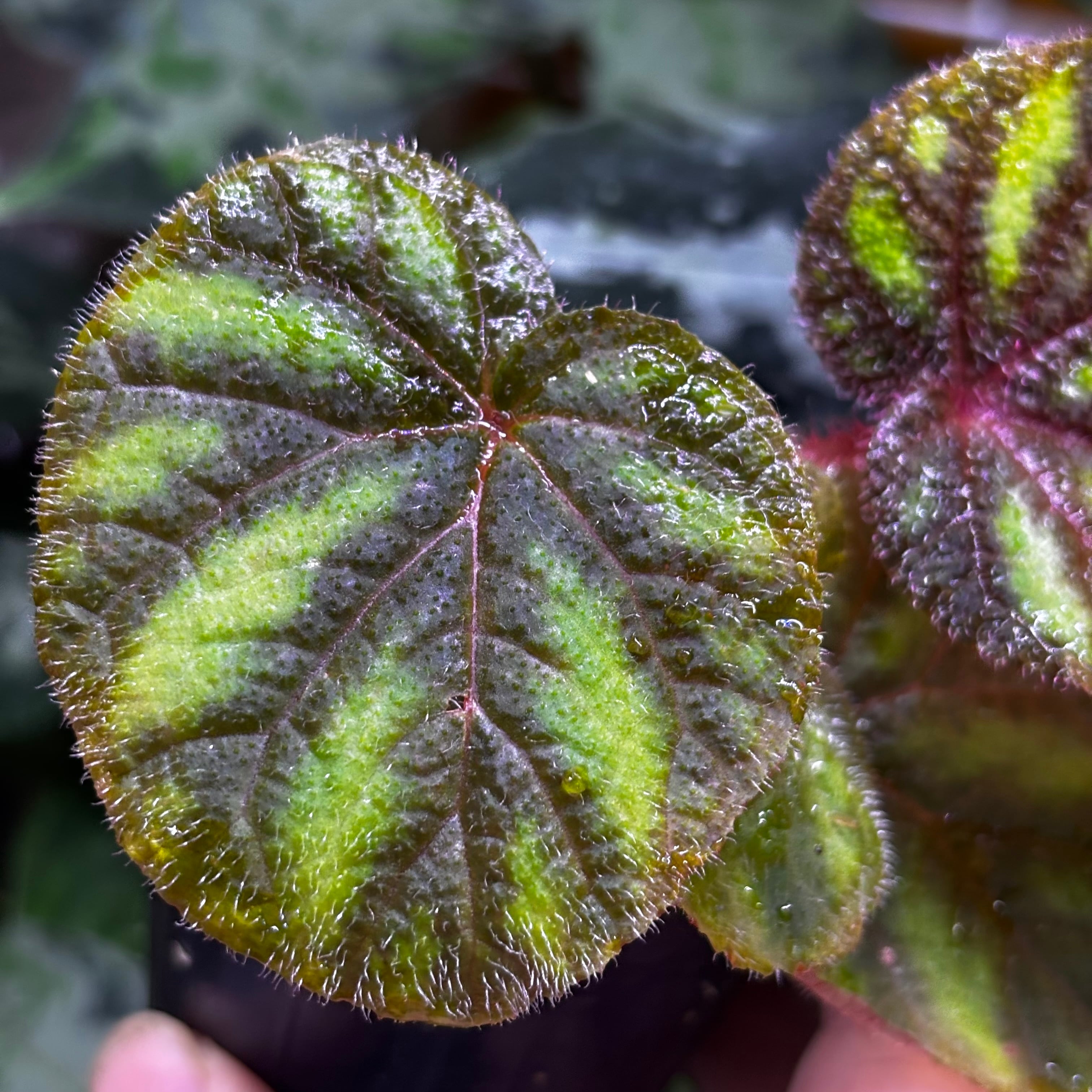 ご確認用　Begonia 原種ベゴニア Begonia versicolor 原種ベゴニア ヴェルシコロール | 熱帯雨林植物