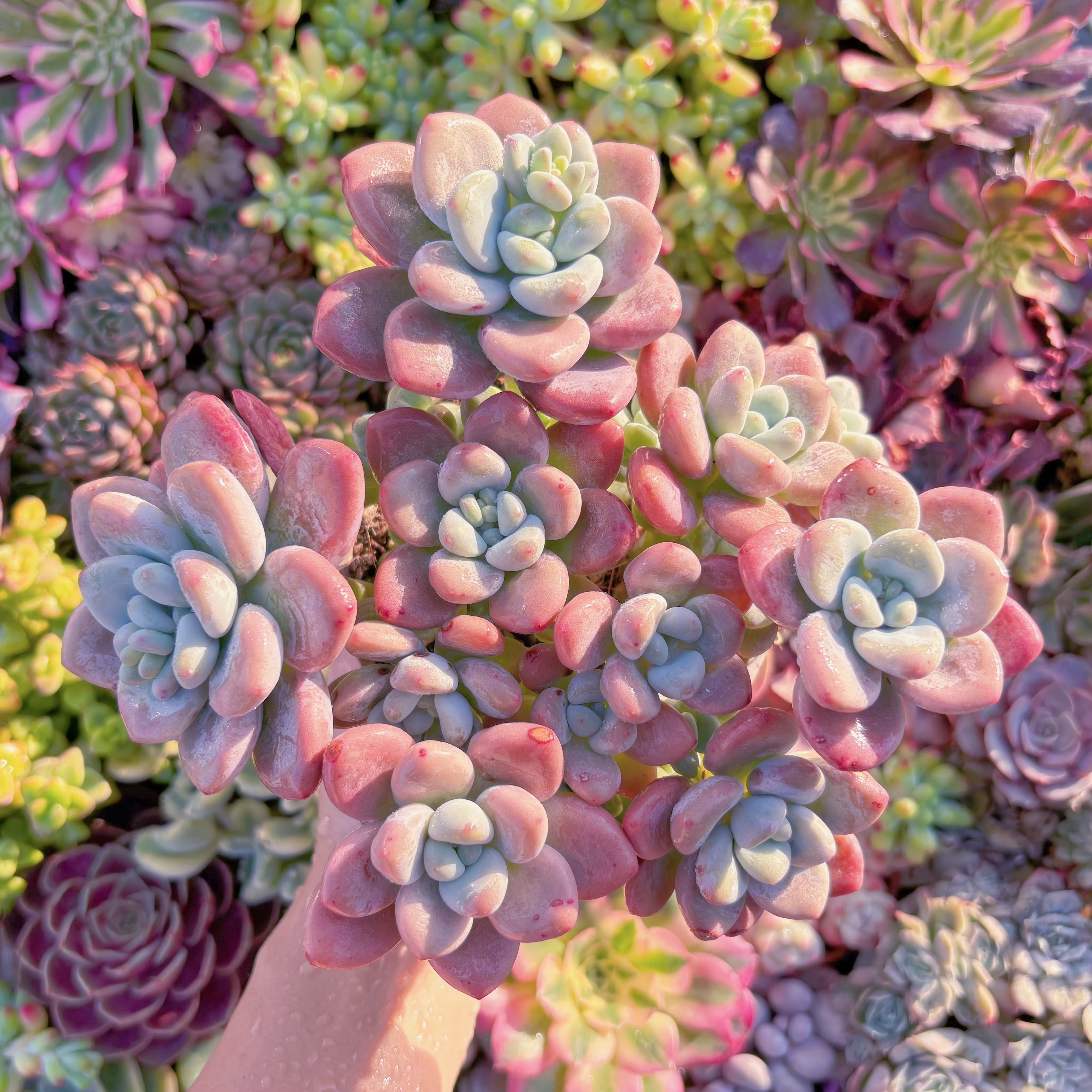 現品　マカロン#M290　特大群生 　新入荷　るる農園