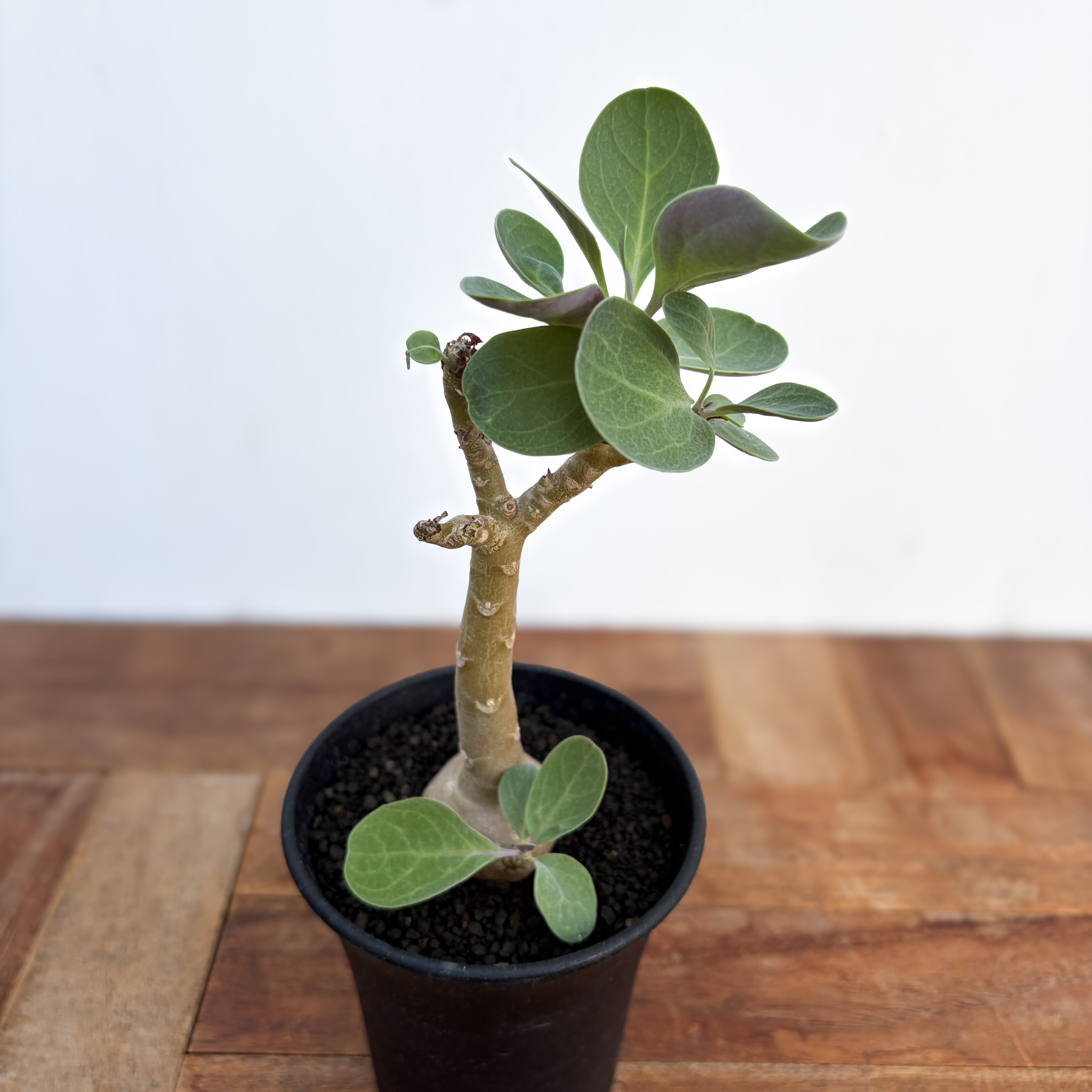 Othonna triplinervia【オトンナ・トリプリネルビア】 | RIMO'S GREEN