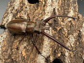 【WD】《プラネットミヤマ 73mm ペア》