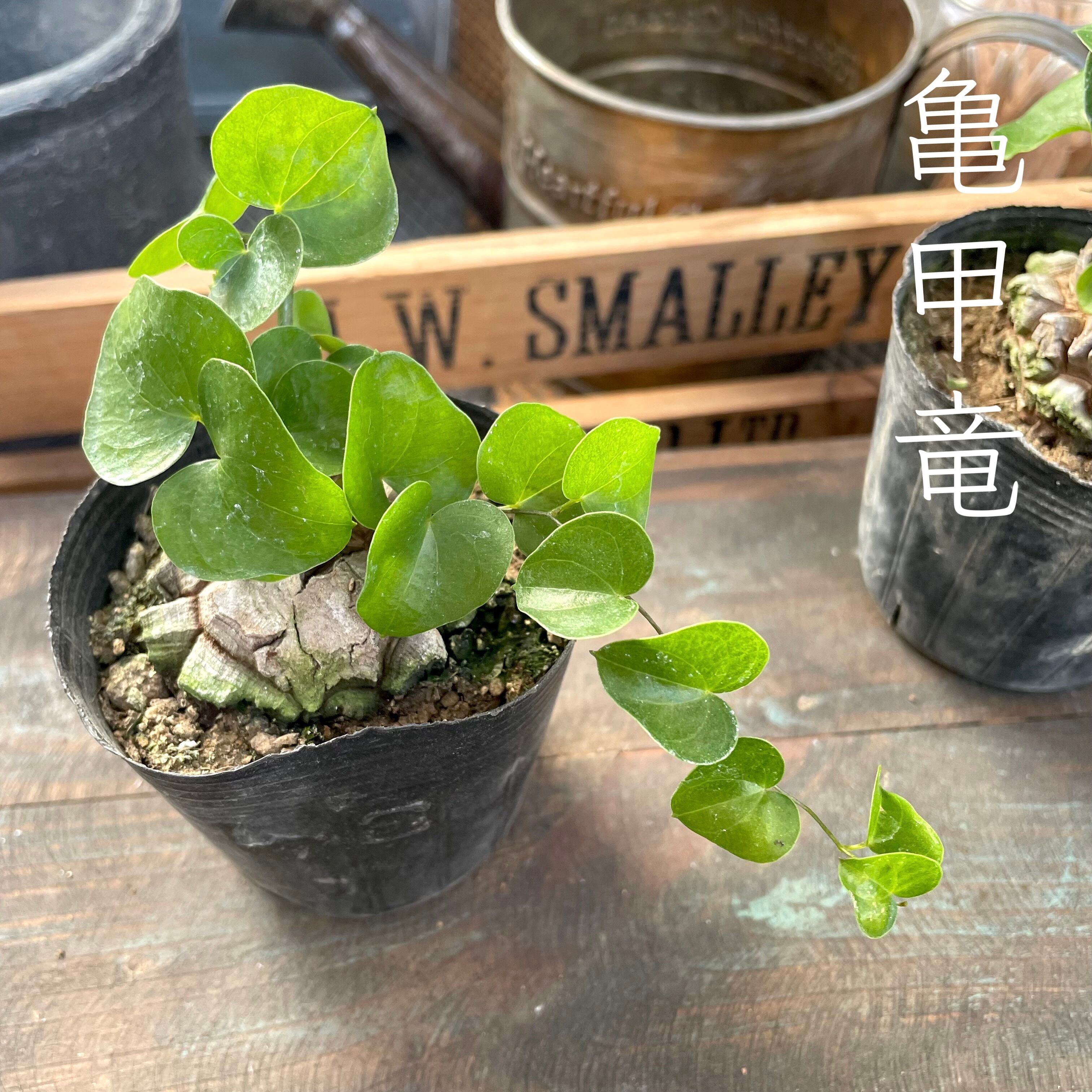 オンライン 【15株の抜き苗セット】ピンクキャビア9頭 多肉植物 佐川