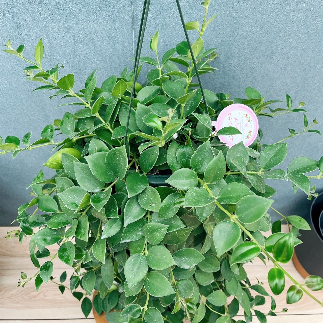 現品］95番 エスキナンサス モナリザ 5号 観葉植物 室内 吊り下げ