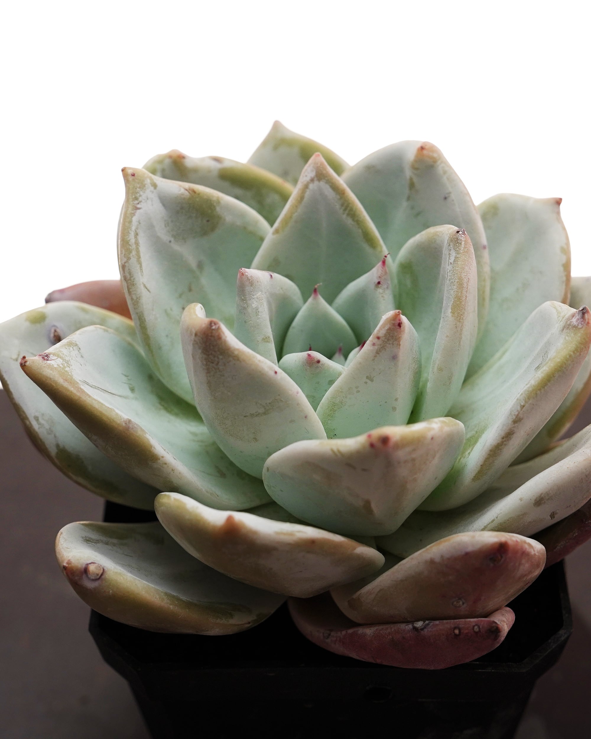 カット苗 メキシカンジャイアント 巨大株 Echeveria colorata 'Mexican