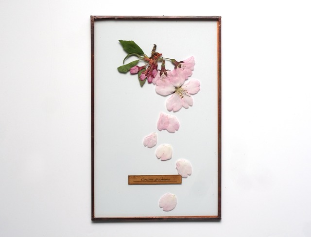 Sakura Glass Specimen-22 （彼岸桜のガラス標本）