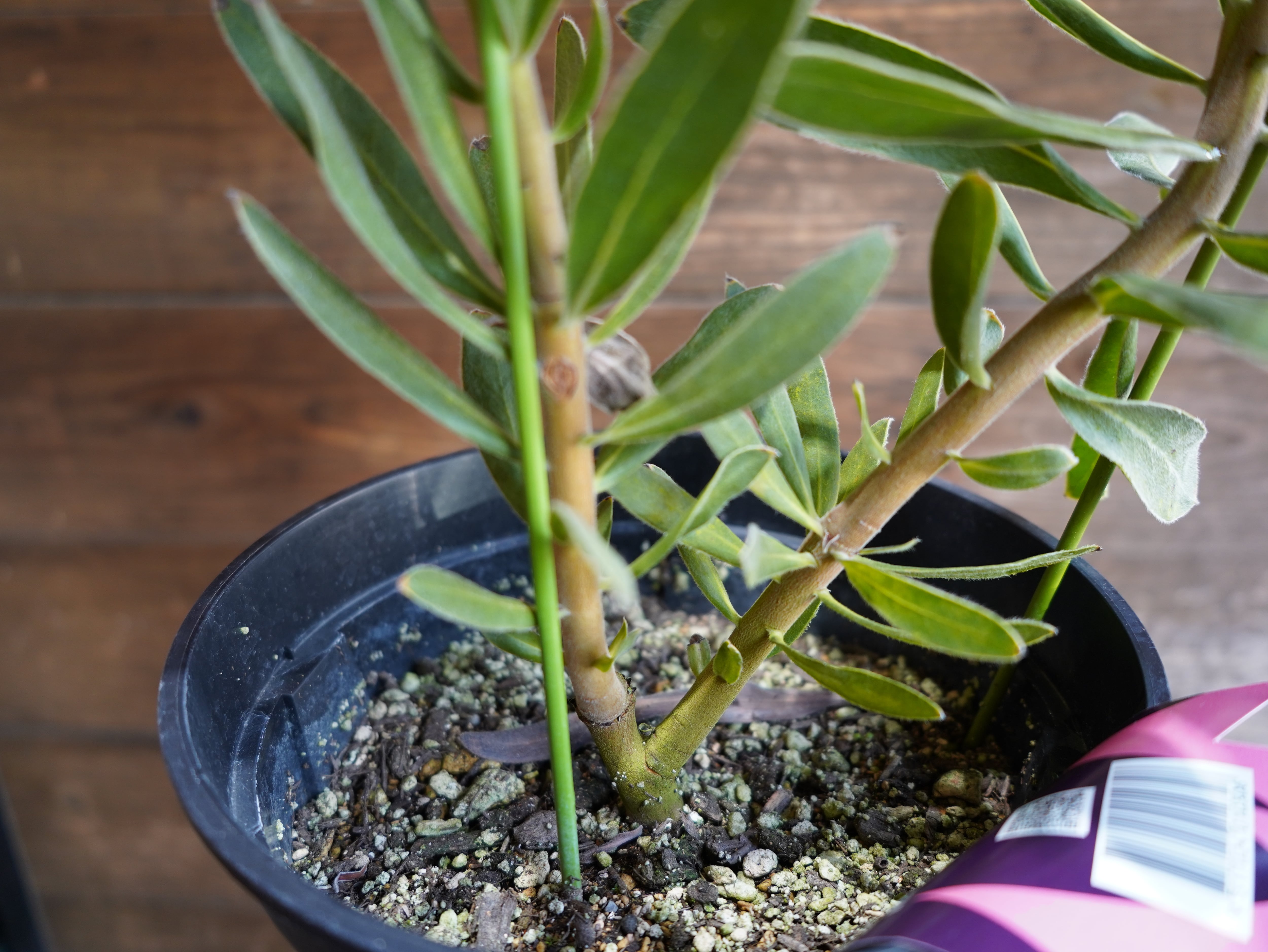 【現物】プロテア "オーストラリスアイス"