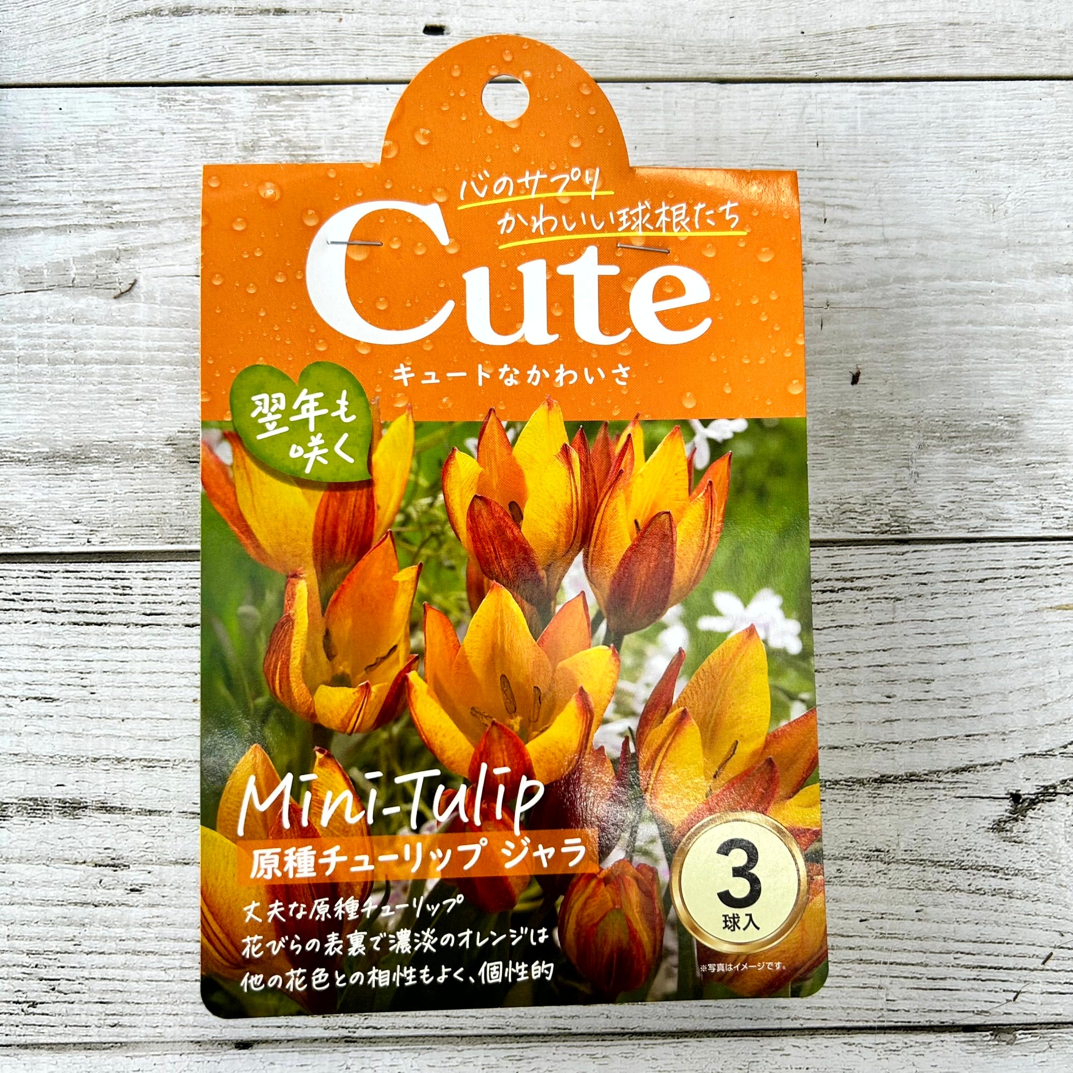 球根 原種チューリップ Cuteシリーズ 【ジャラ】are [サイズ: 3球入り
