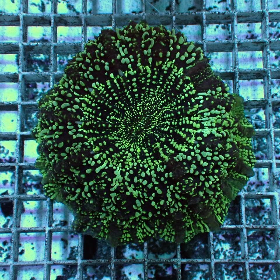 アザミハナガタサンゴ | HOUSE REEF(ハウスリーフ)サンゴ・海水魚