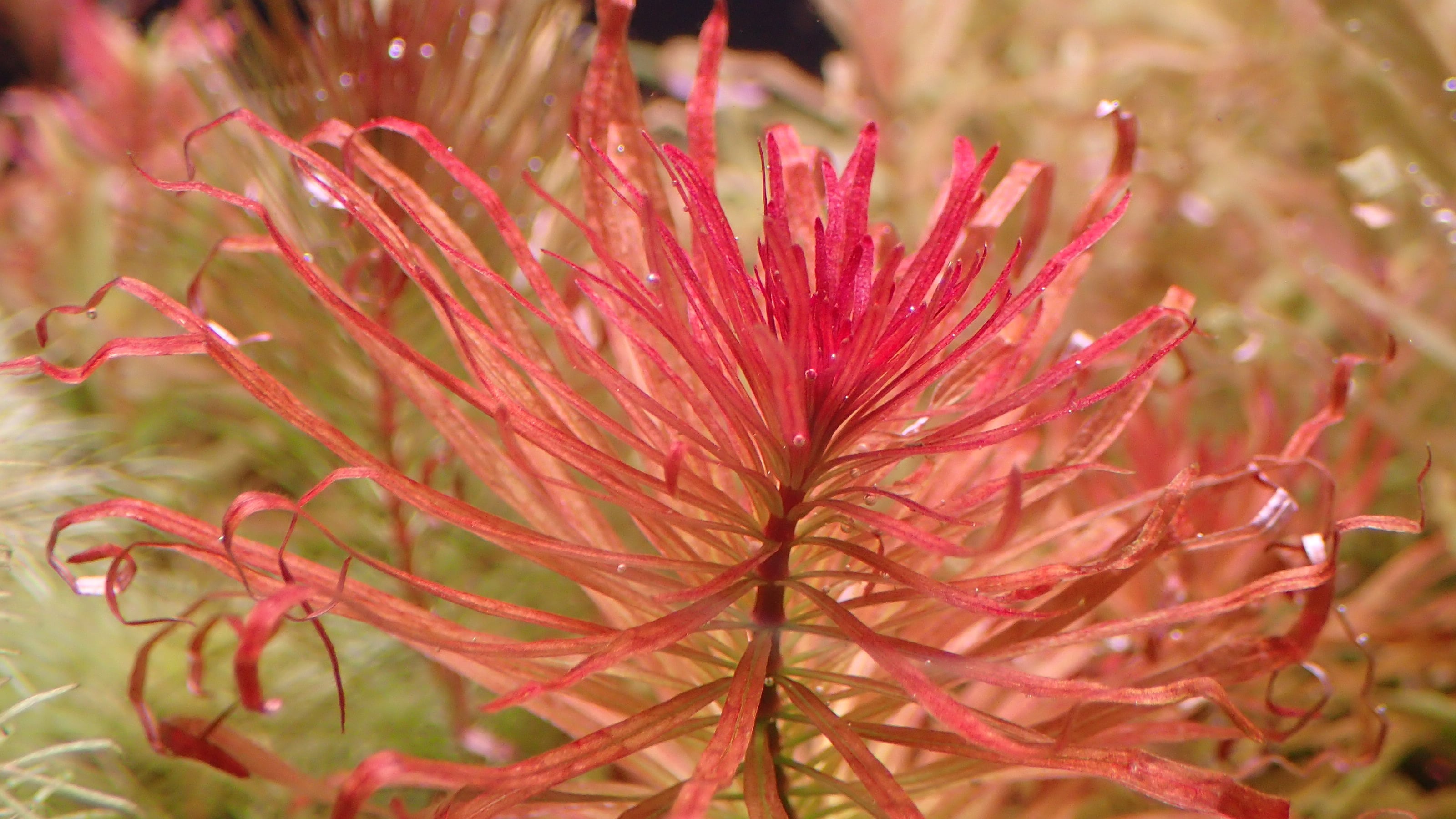 ロタラ トゥルナデンシス 1本 | 熱帯植物 水草