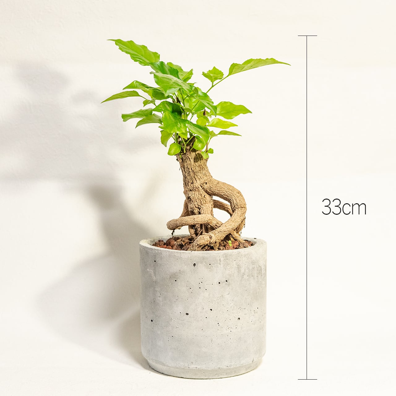 【太くうねる芸術的な幹】ヘテロパナックス・コーデックス。一株ごとの厳選仕入れによる一点物。手づくりモルタル鉢植え/虫発生抑制/全国一律送料850円