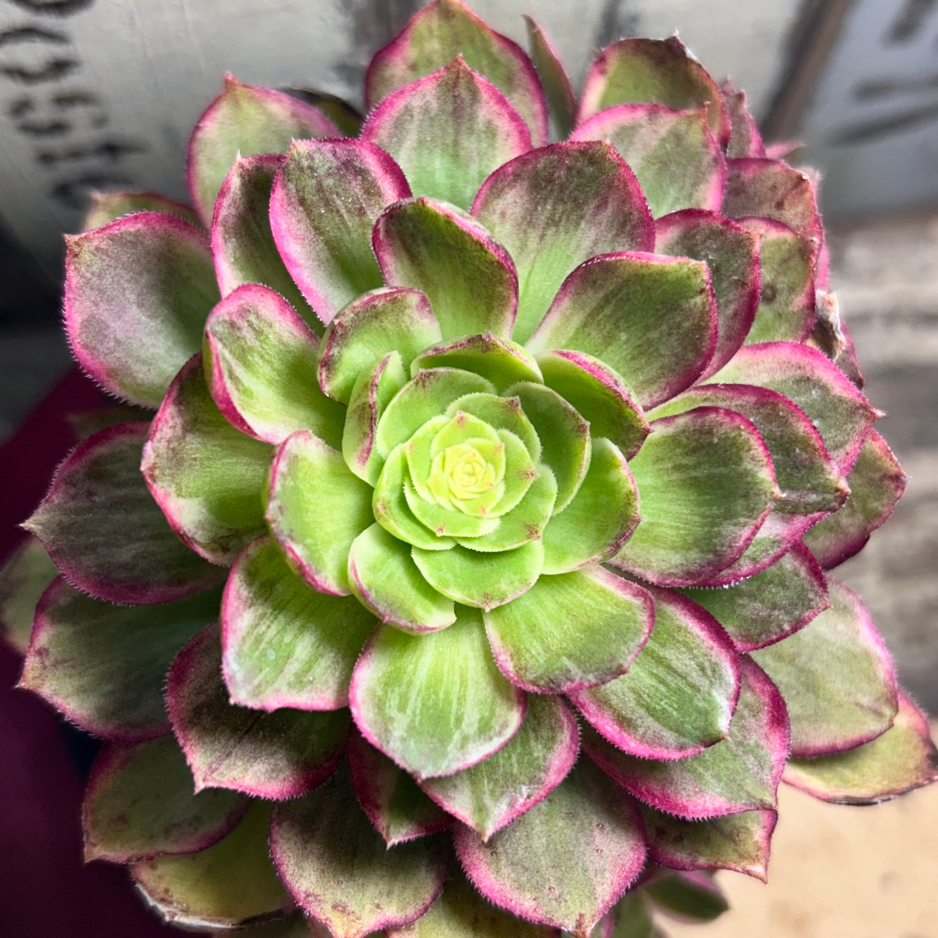 水蜜桃 アエオニウム | RuPo 多肉植物専門店