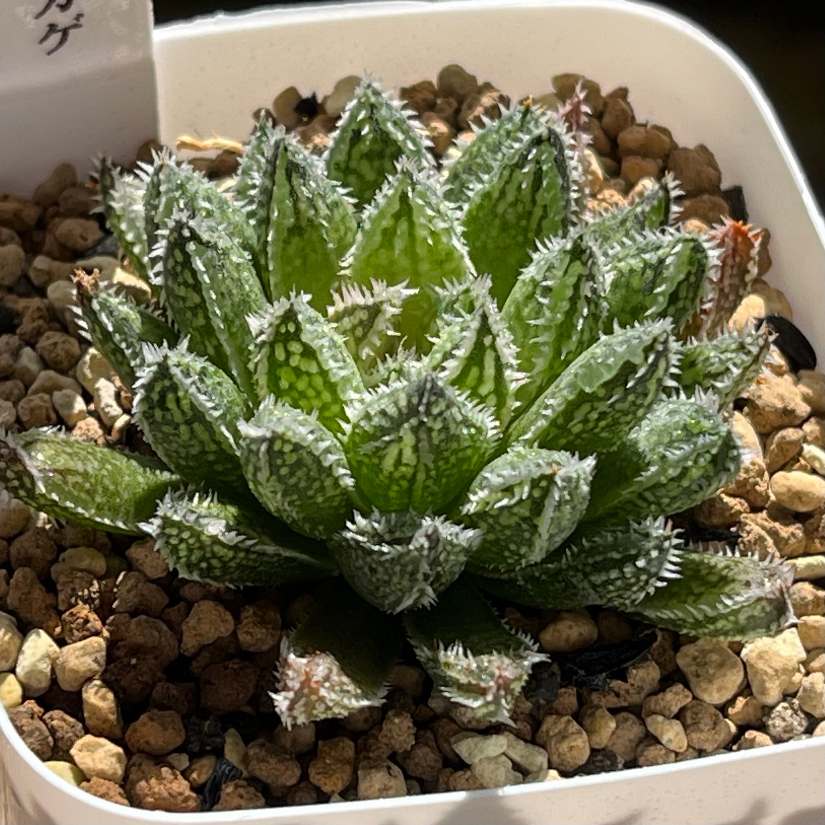 ハオルチア スターズフェアリー ハオルチア スターズフェアリー | mocono_plants