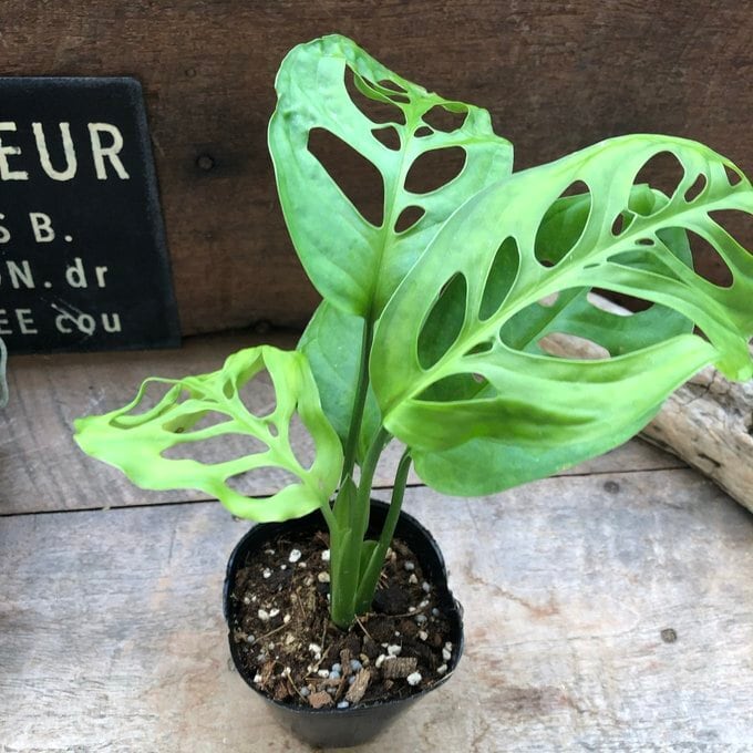 斑入りモンステラ 全高55センチ (7号)鉢植え 斑入りモンステラ 鉢植え ① 斑入りモンステラ 全高55センチ (7号