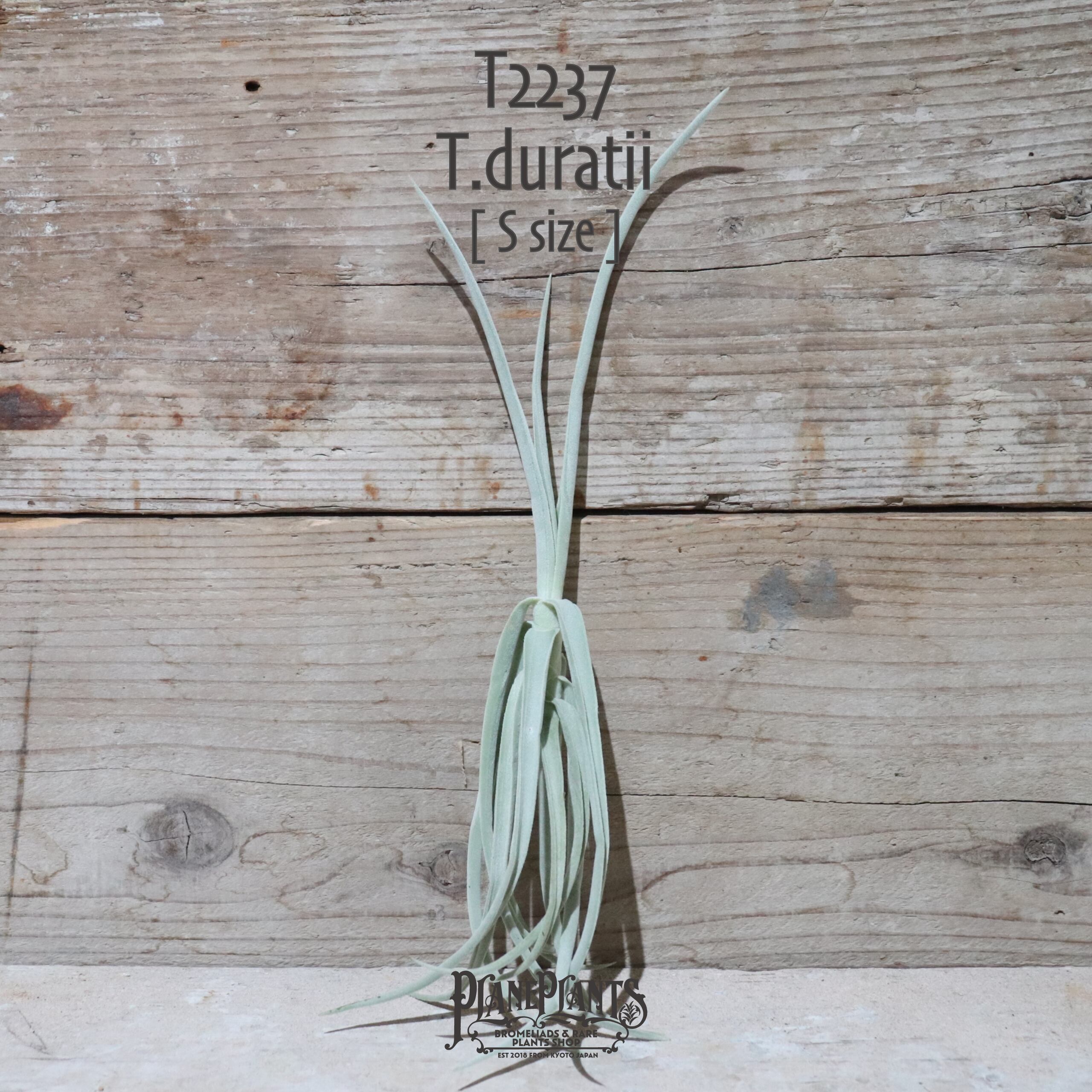 【送料無料】ドゥラティ S〔エアプランツ〕現品発送T2237