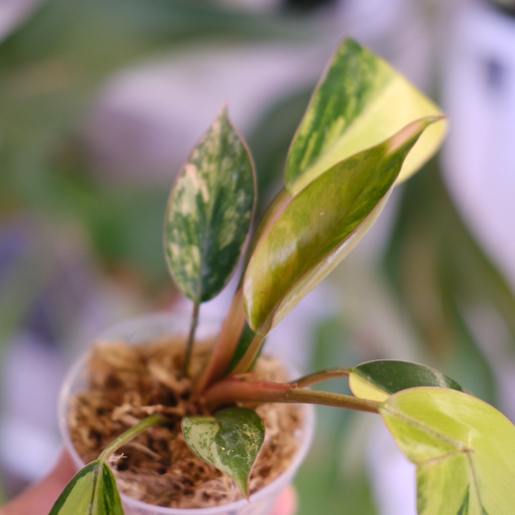 フィロデンドロン・レッドコンゴ②│Philodendron Red Congo