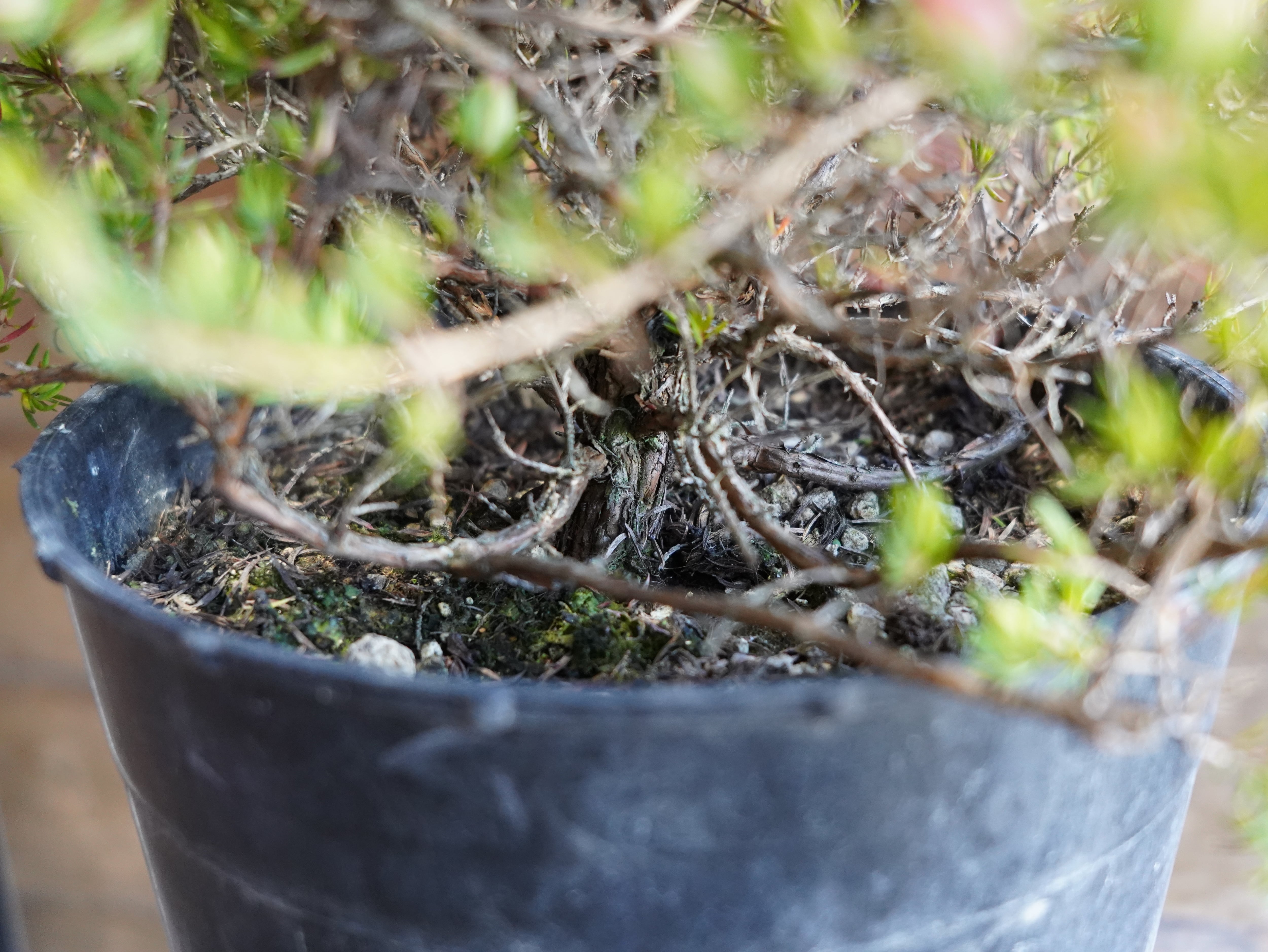 【現物】ダーウィニア "タクシフォリア"