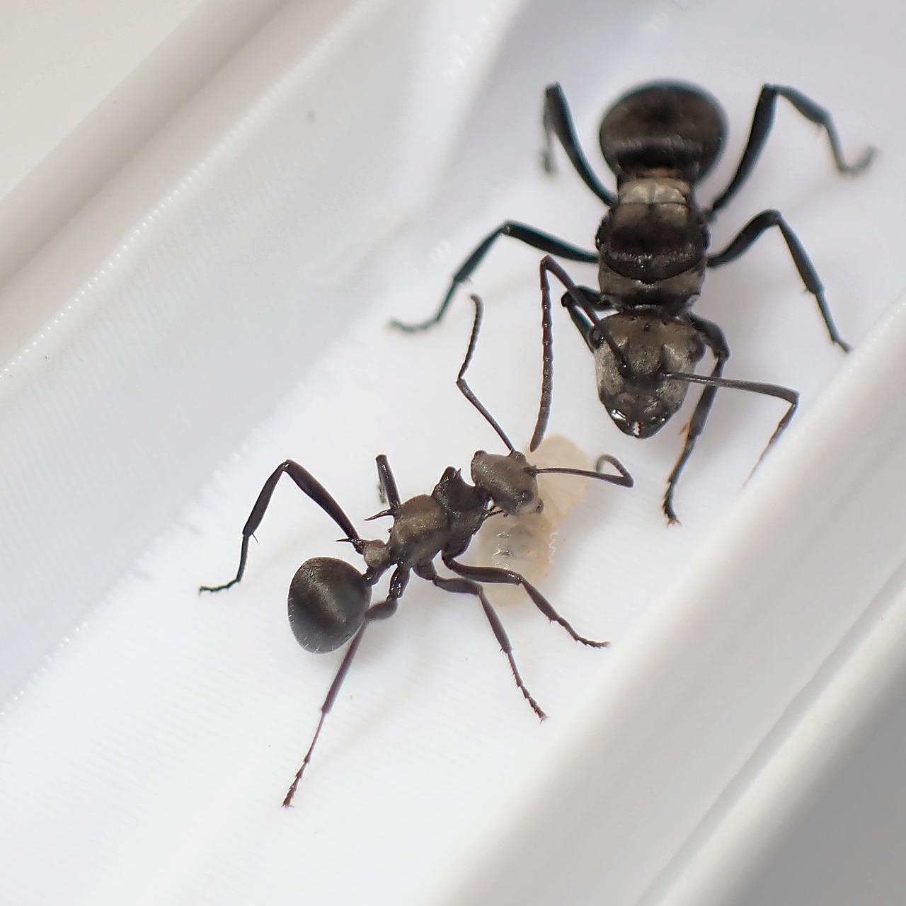 デーメリトゲアリ｜女王｜Polyrhachis daemeli