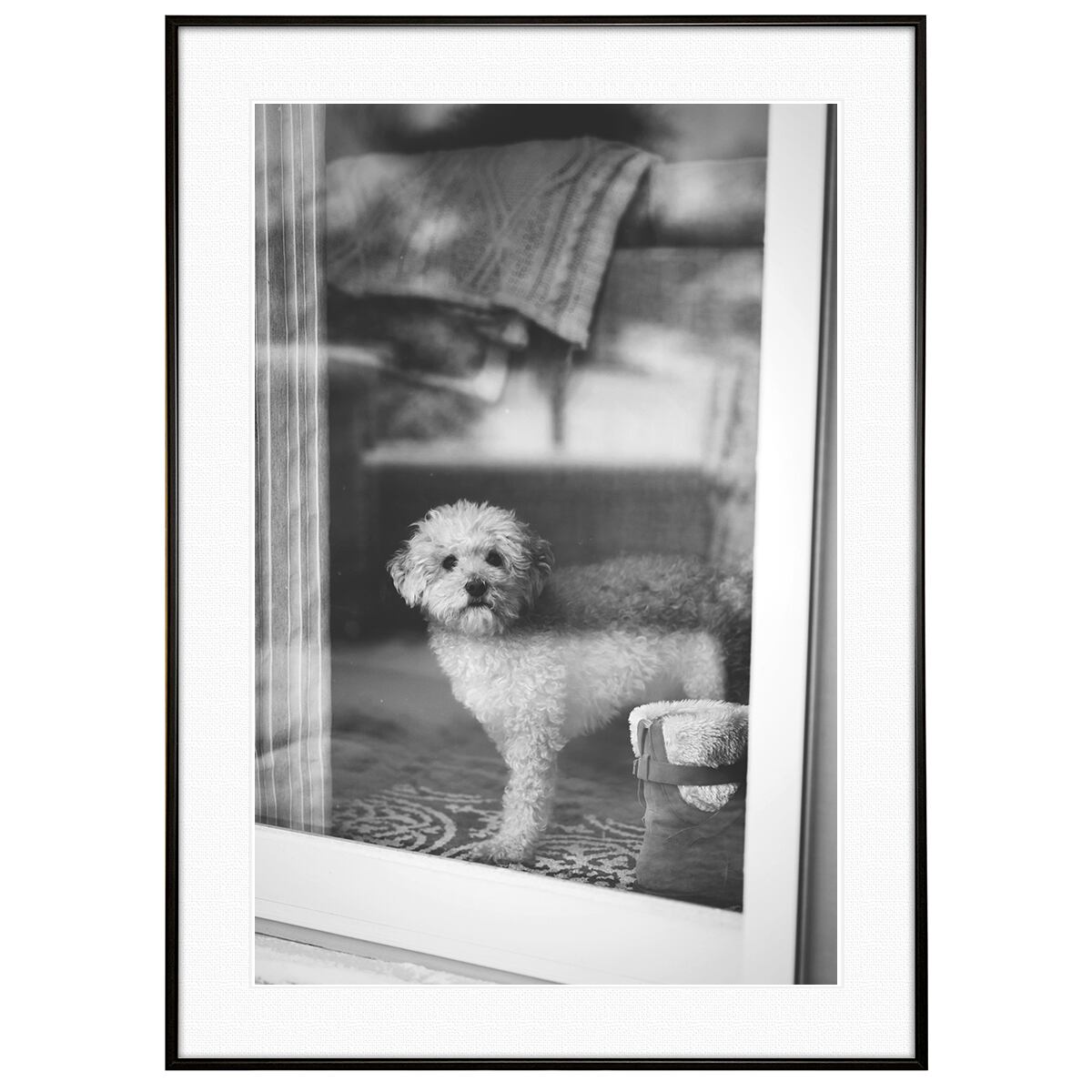 動物写真 犬 窓の外を見るトイプードル インテリア モノクロアート