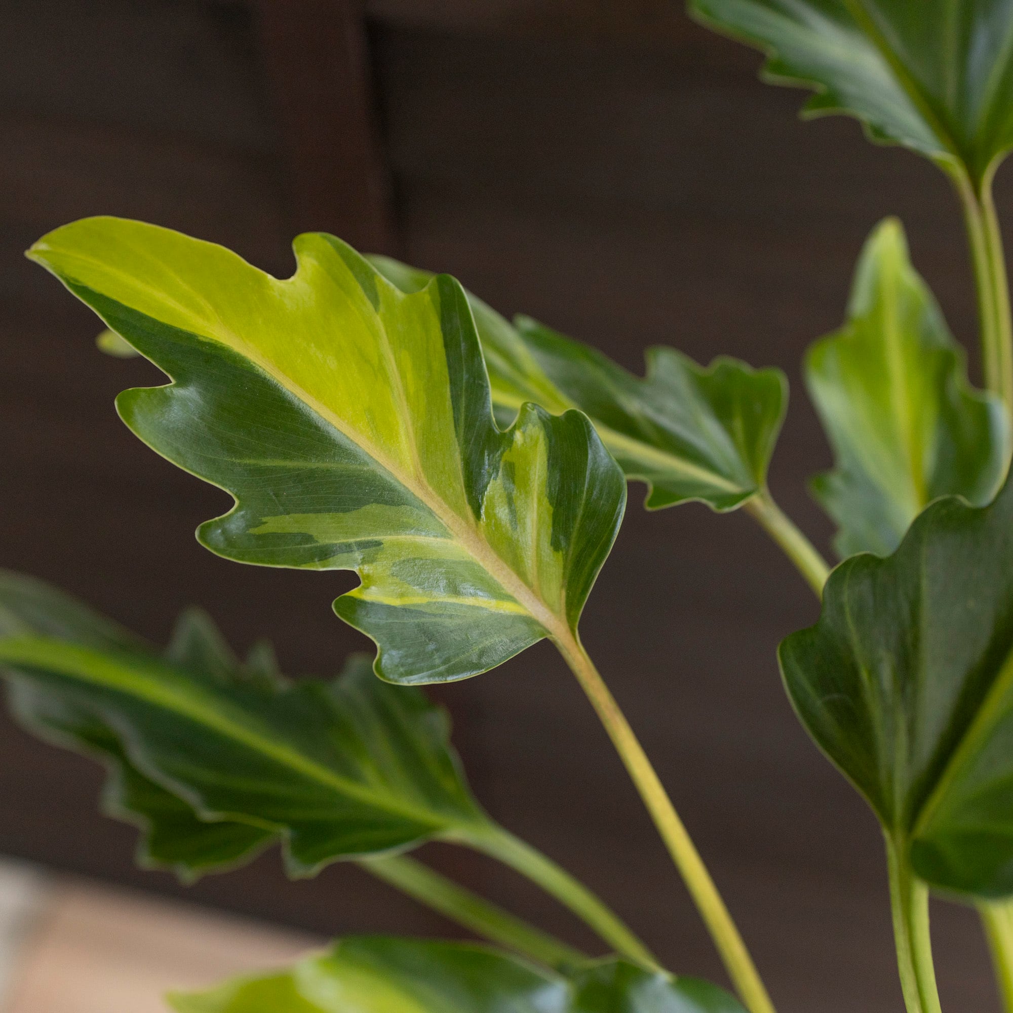 斑入り クッカバラ ライム Philodendron Kookaburra フィロデンドロン