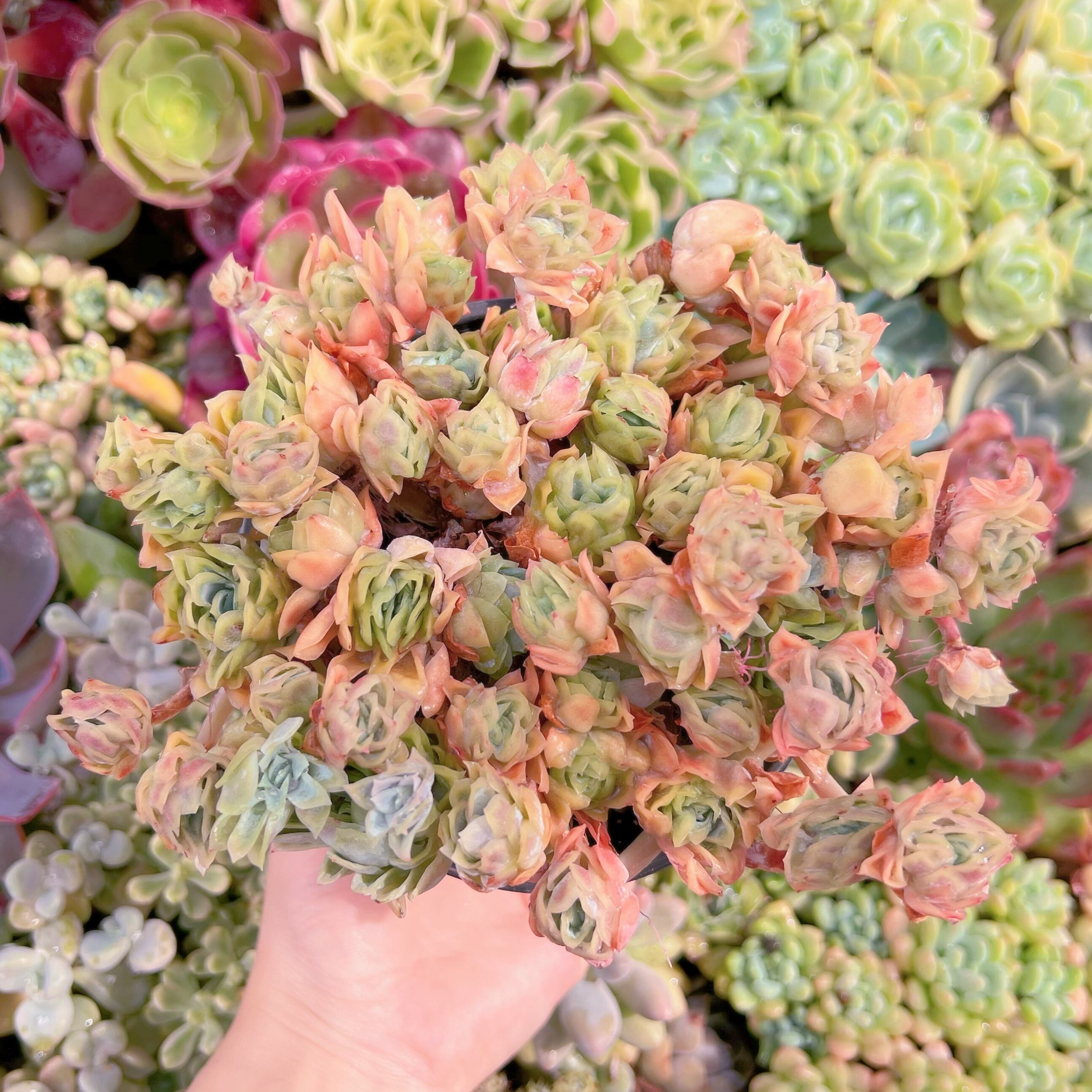 多肉植物　摘心株　ラブリーローズ覆輪錦　抜き苗 ラブリーローズ錦 – 多肉植物の通販・販売サイト tawawa