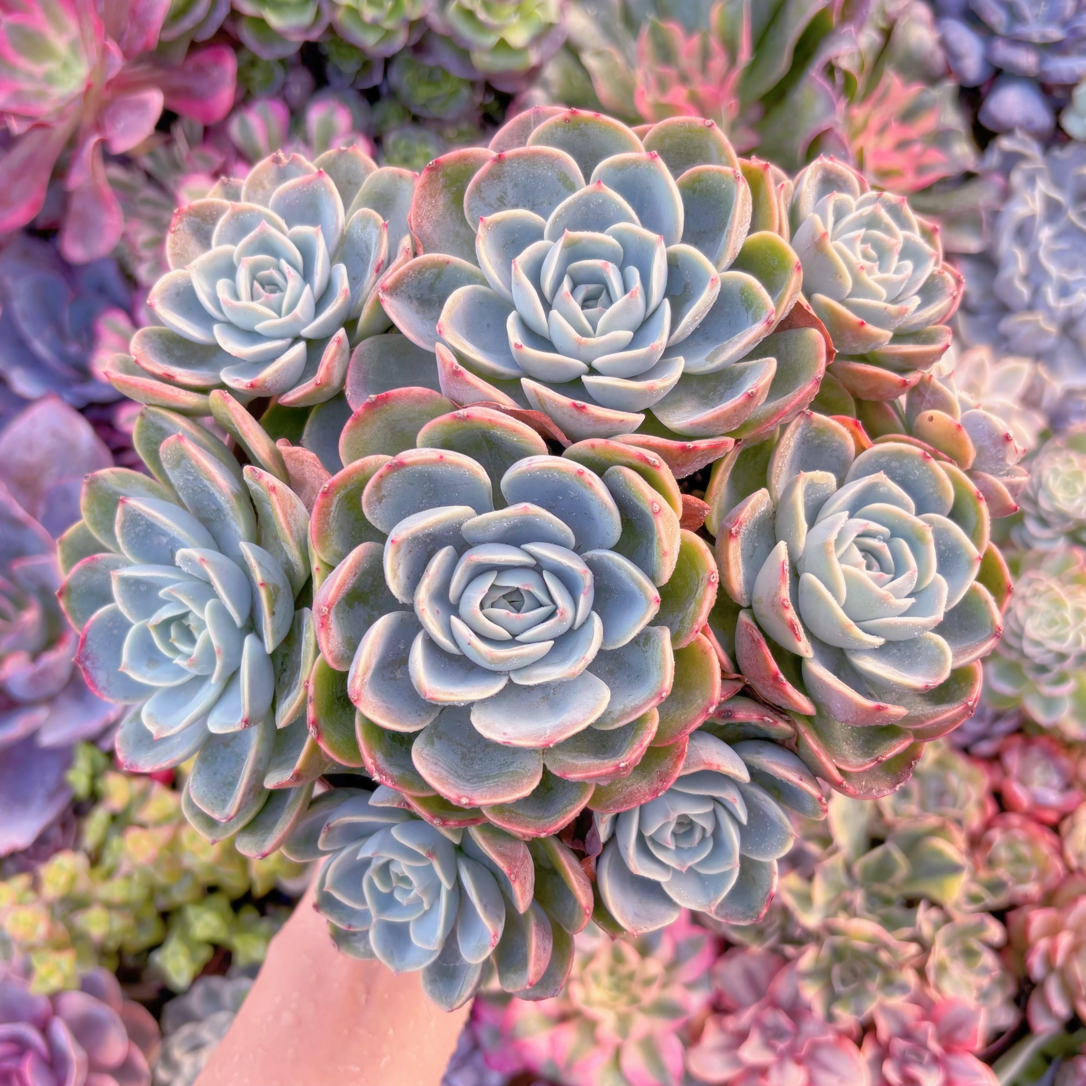 現品　メロン#818　理想的な株姿　特特大群生　新入荷　るる農園