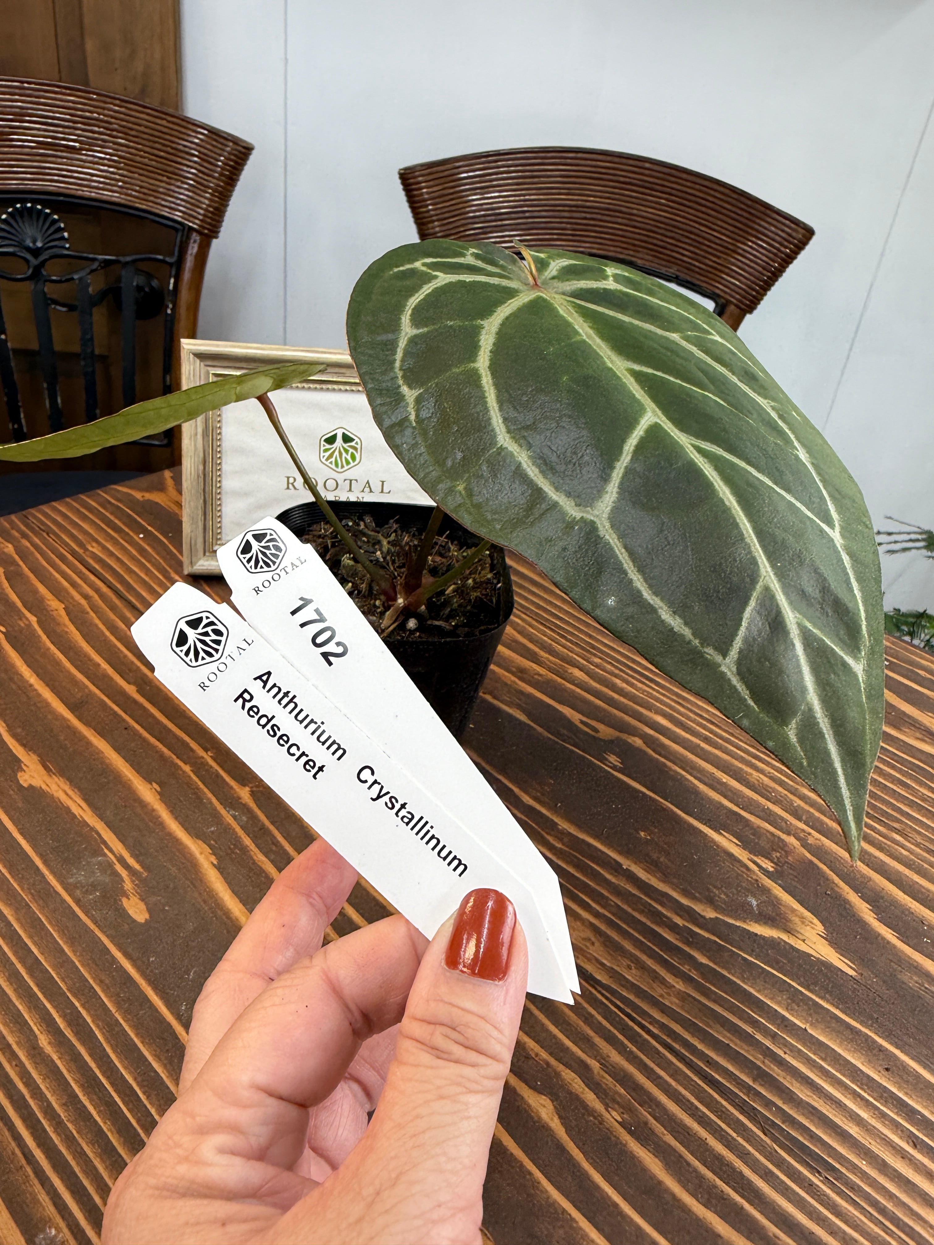 ★1702【葉脈の宝石】アンスリウム クリスタリナム レッドシークレット(3.5号ポット)