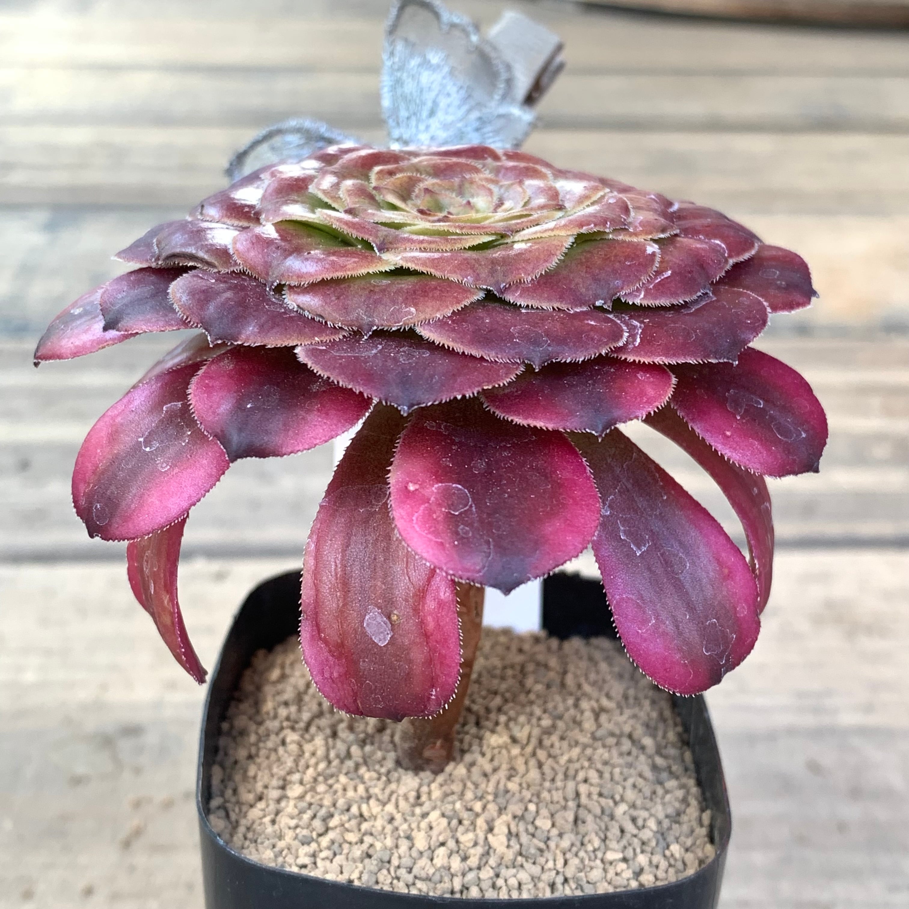 多肉植物 アエオニウム チョコチップ B 【公式通販】