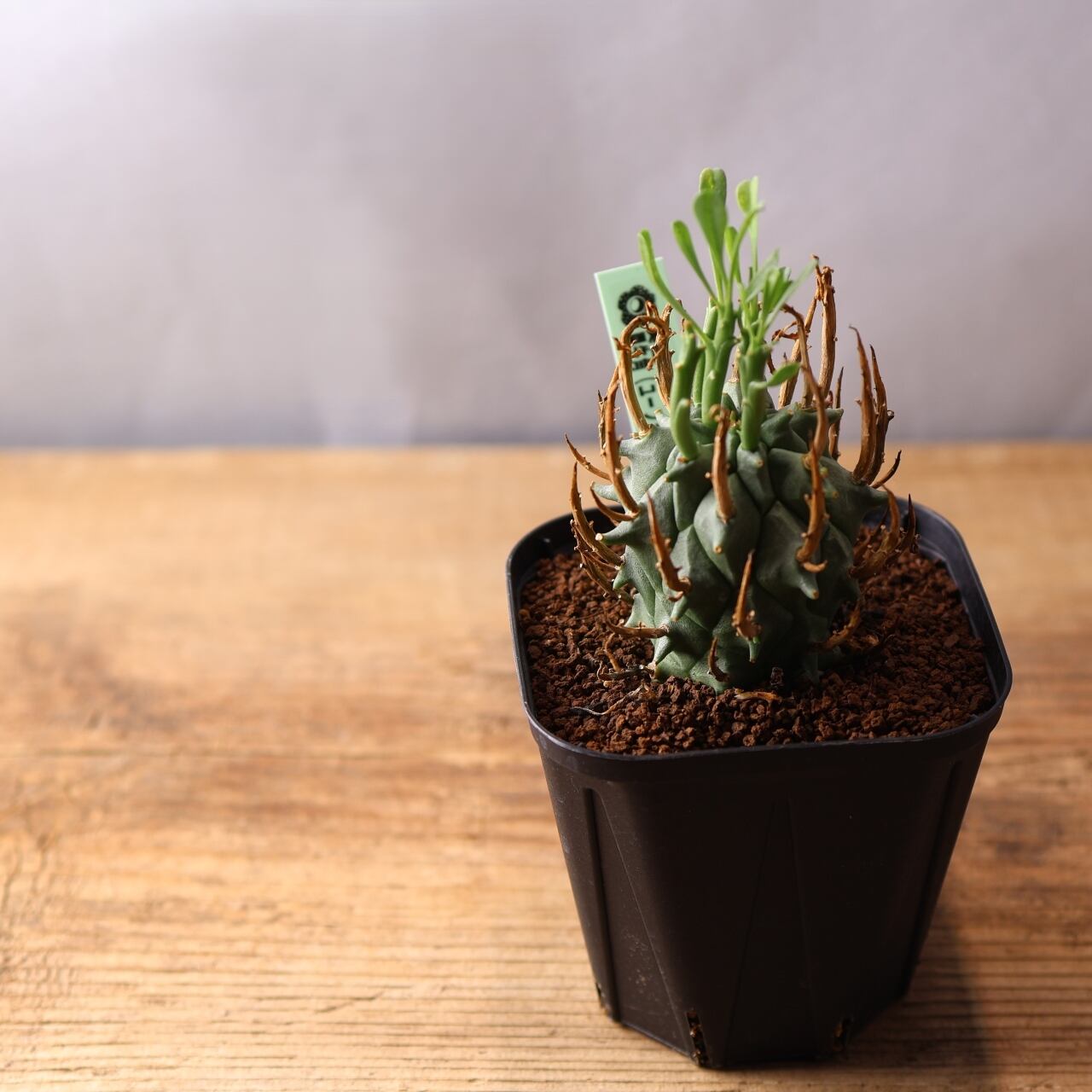 354 空へ突き上げる大地のツノ『実生ユーフォルビア 闘牛角』観葉植物