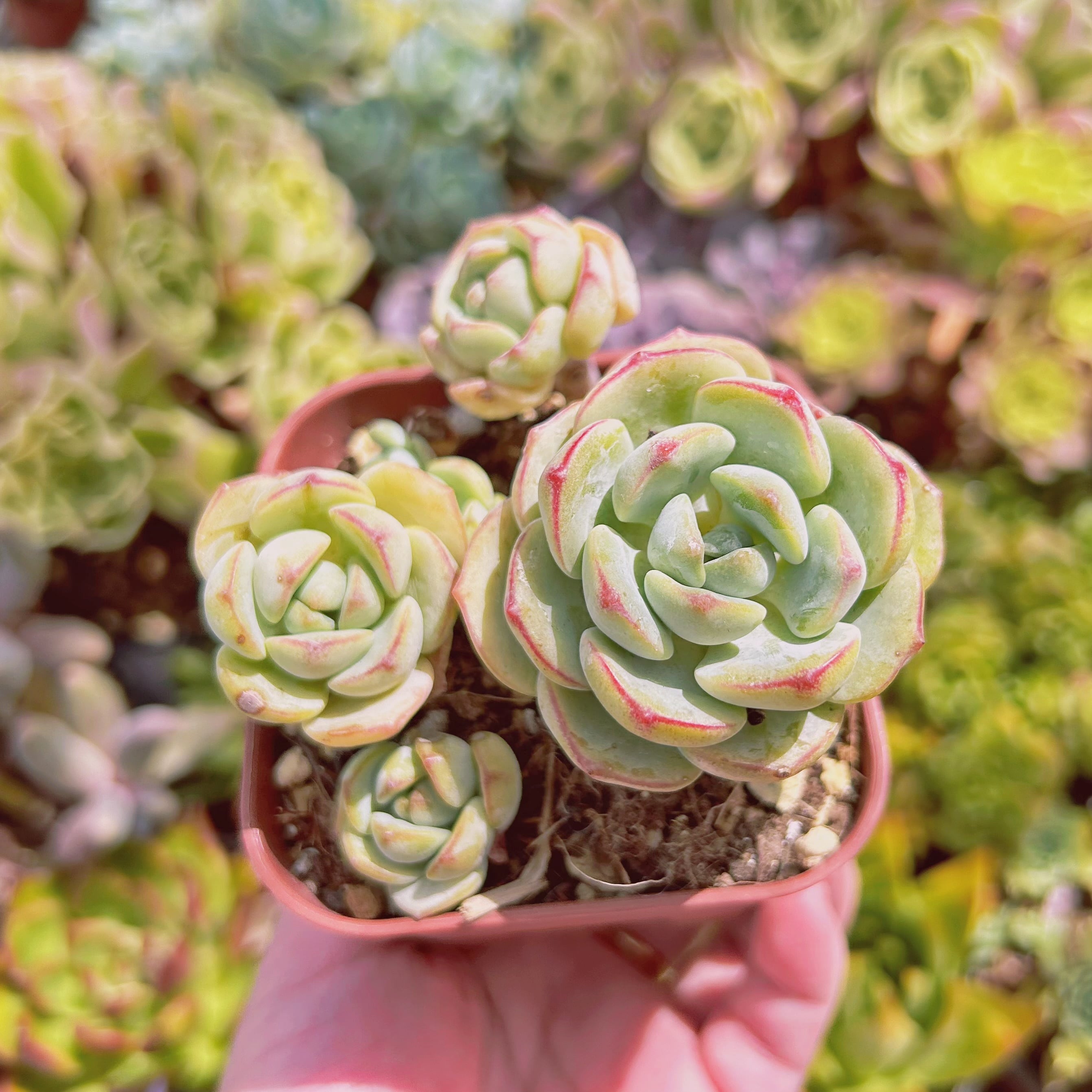 664現物 多肉植物 バニラビス 抜き苗 | るる農園~多肉植物専門