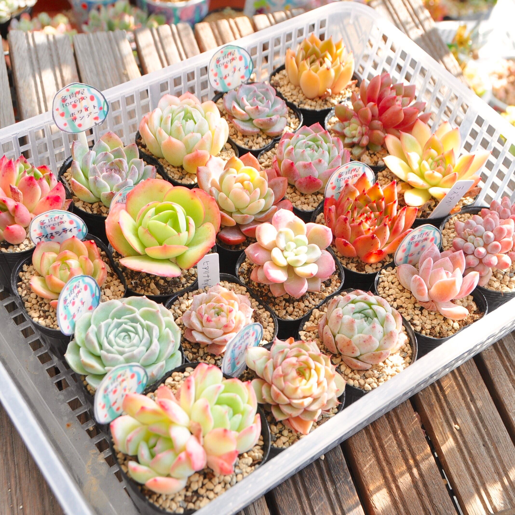 新品タグ付 mila schon シルク100％ パジャマ 淡緑 花柄 新品タグ付