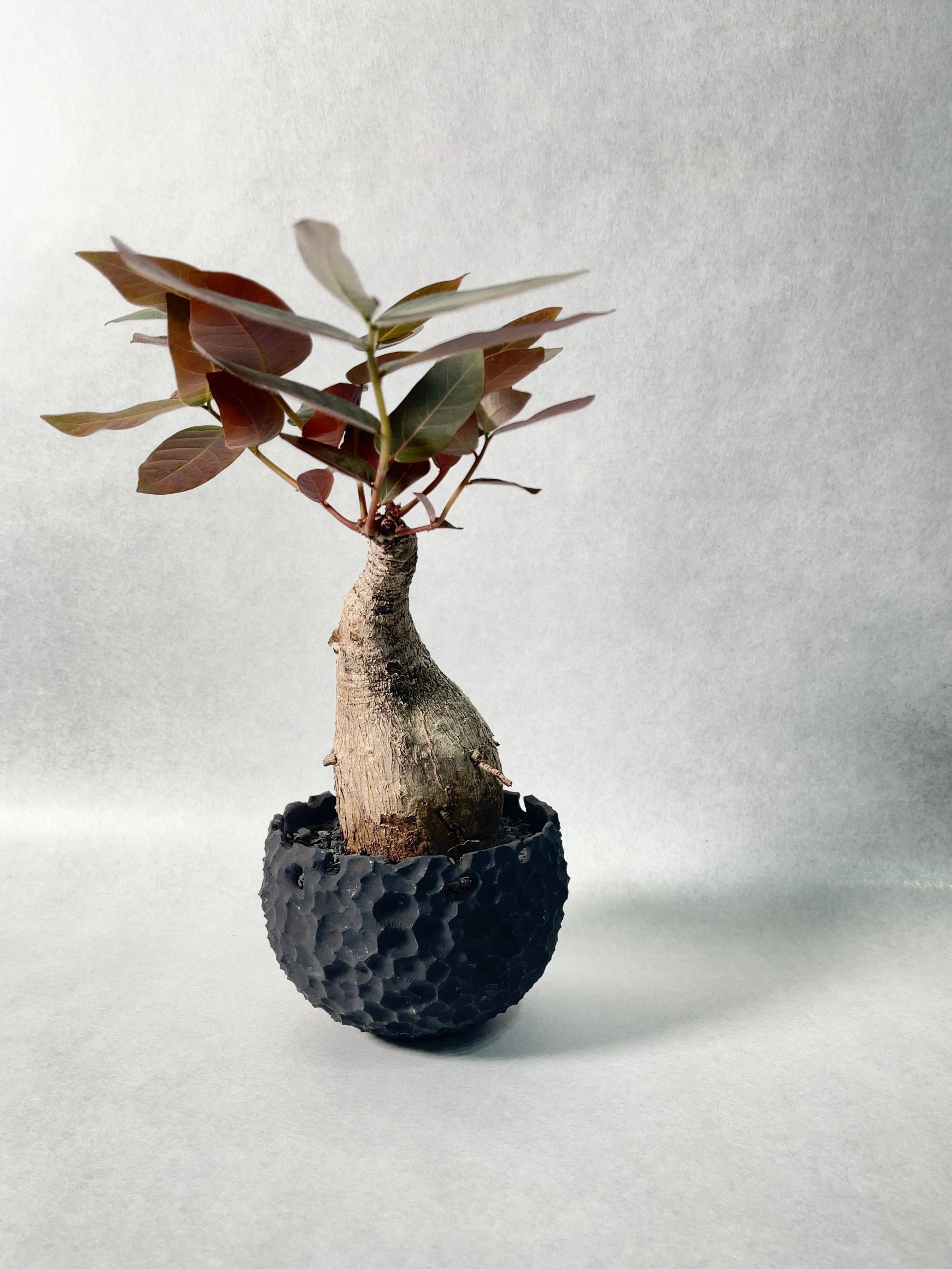 フィランサス・ミラビリス | trigger